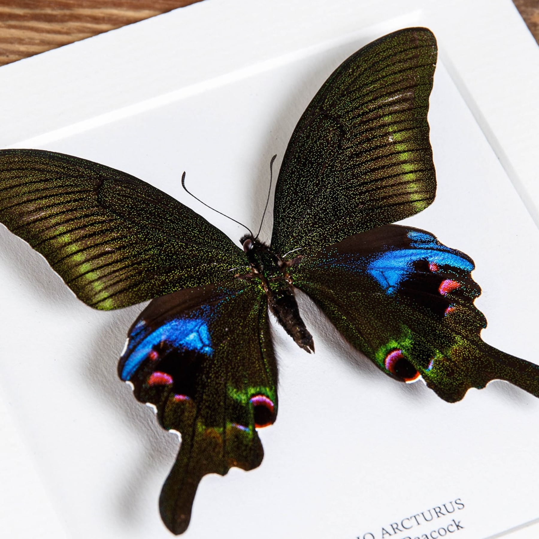 Blue Peacock Butterfly Trio In Box Frame (Papilio paris, arcturus & maackii) Blue Peacock Butterfly Trio In Box Frame (Papilio paris, arcturus & maackii)