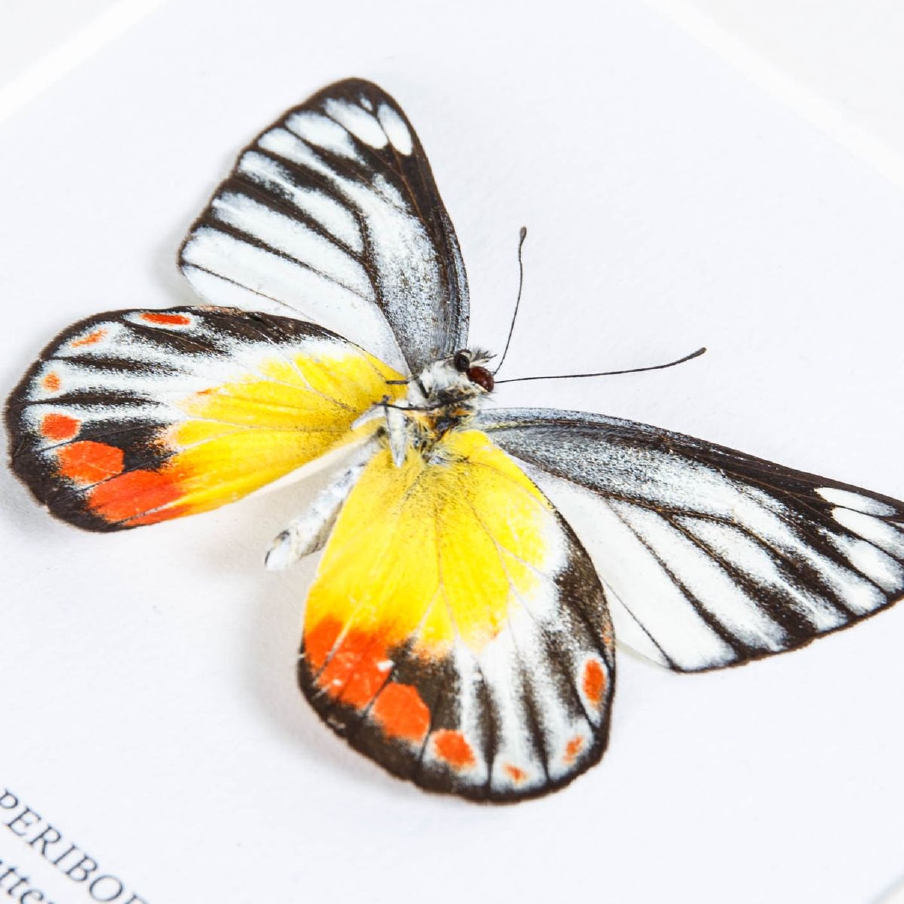 Minibeast Delias Butterfly Ventral Side In Box Frame (Delias periboea)