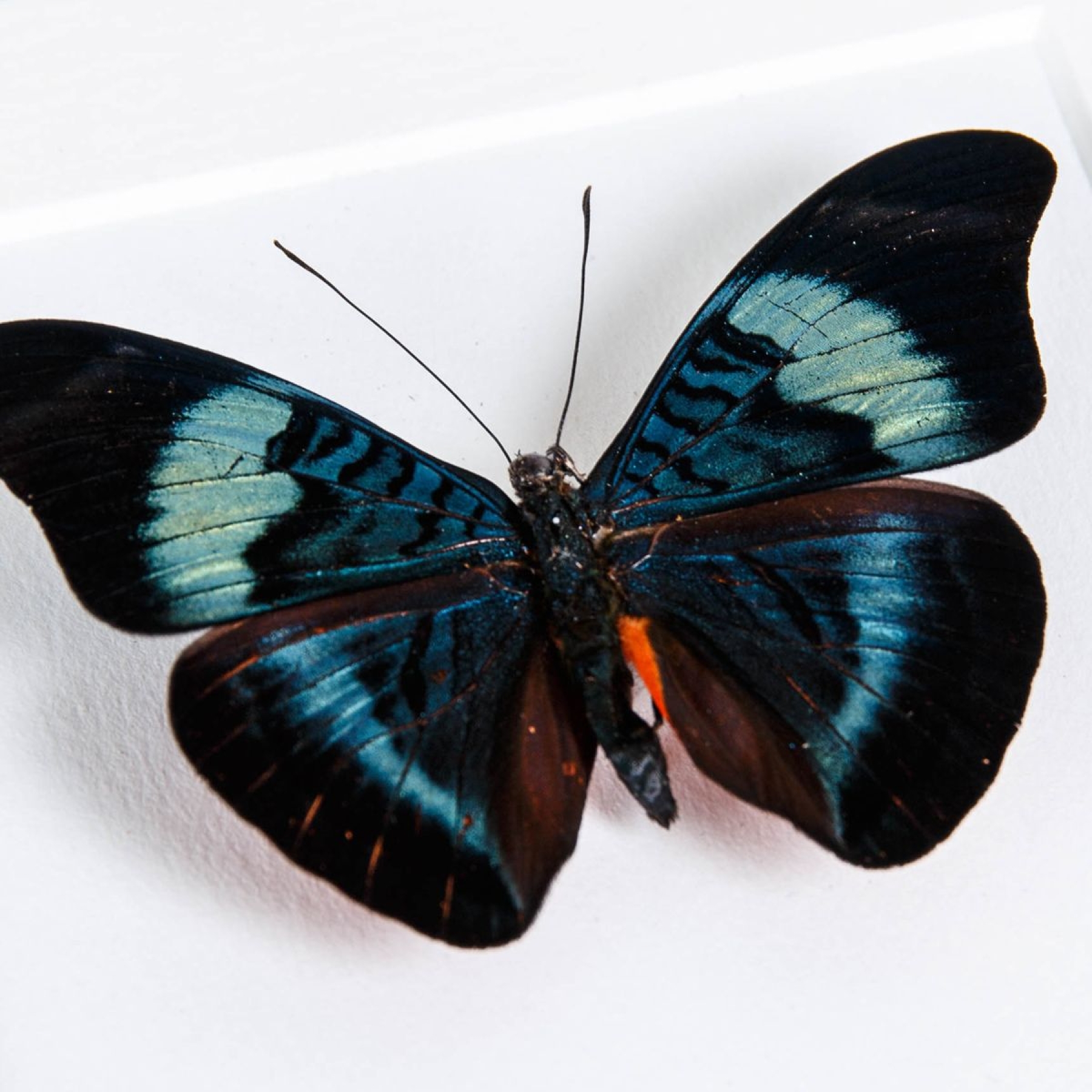 Red Flasher In Box Frame (Panacea prola)