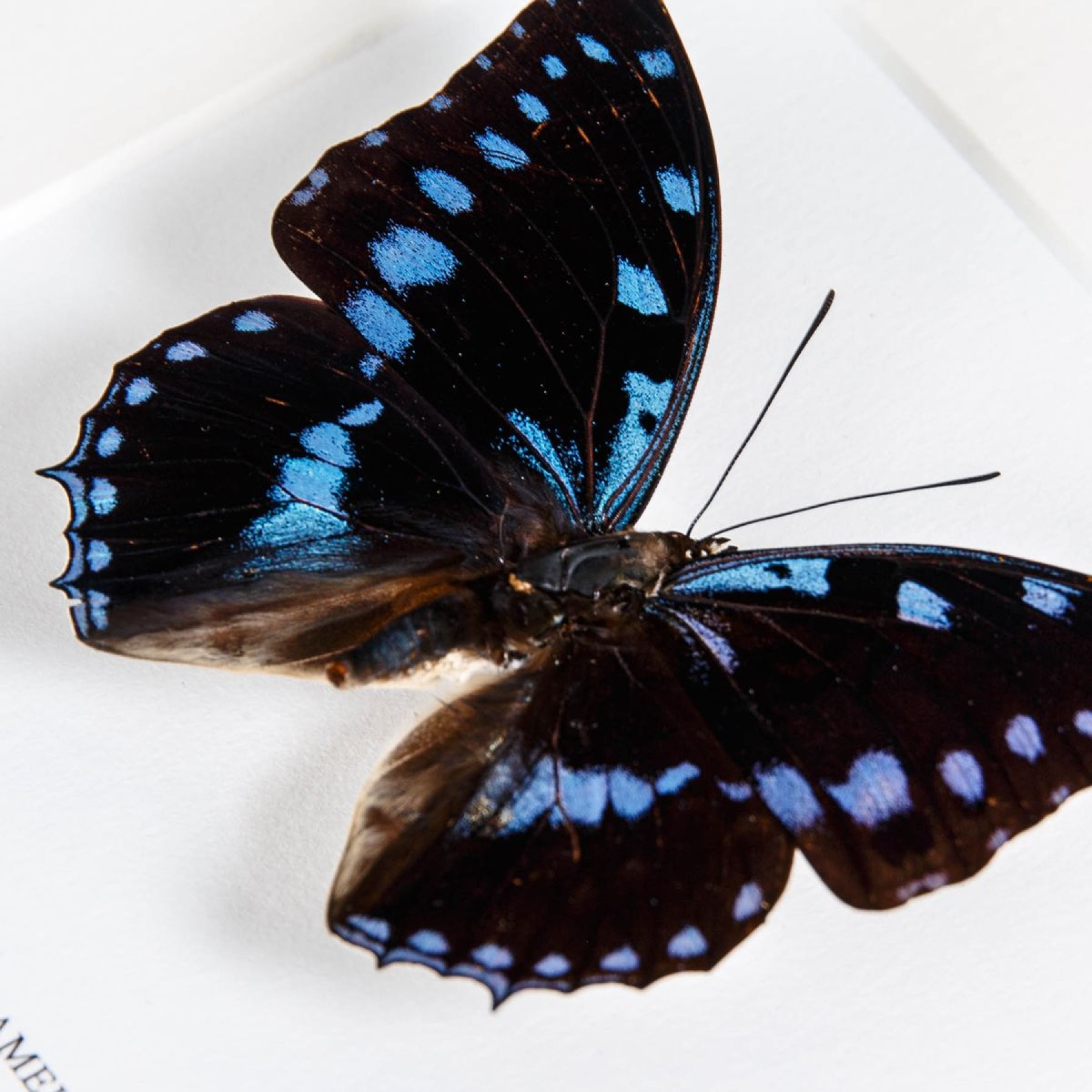 Minibeast Blue-Spotted Charaxes In Box Frame (Charaxes ameliae)