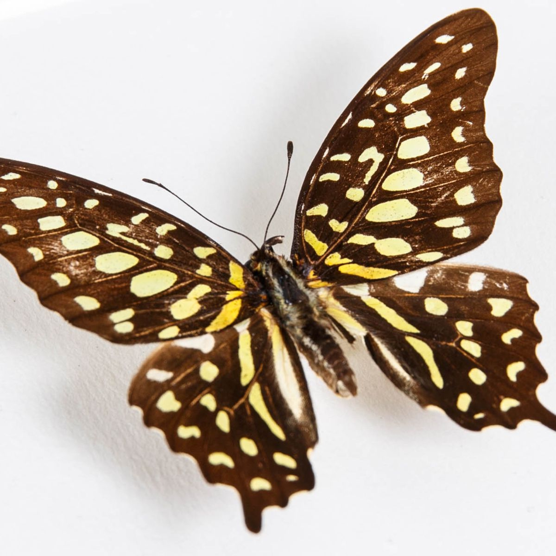Tailed Jay Swallowtail In Box Frame (Graphium agamemnon)