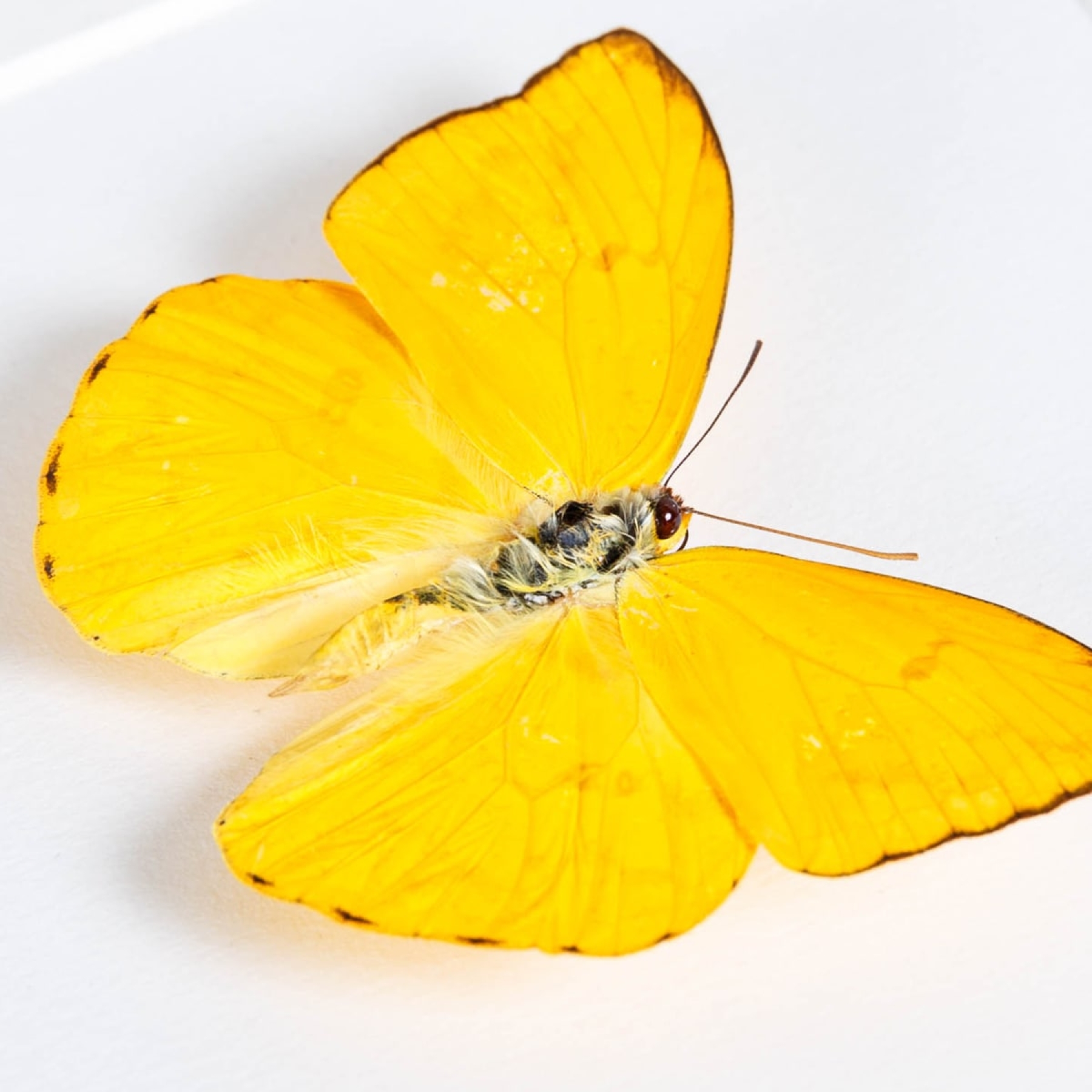 Apricot Sulphur In Box Frame (Phoebis argante)