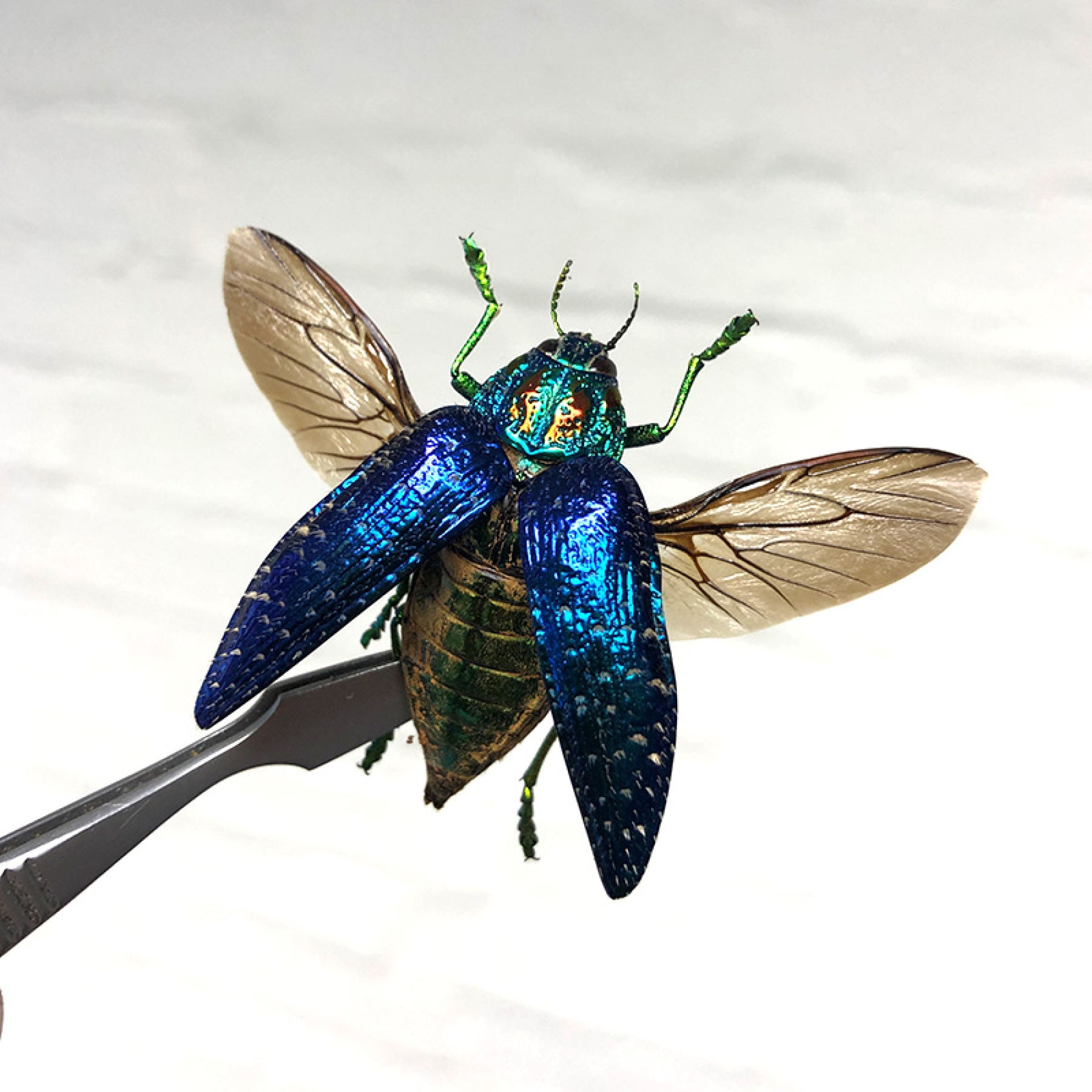 Minibeast Malagasy Jewel Beetle In Box Frame (Polybothris sumptuosa)