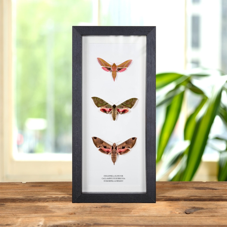 Multi Specimen Frame (Deilephila elpenor, Callambulyx rubricosa & Eumorpha achemon)