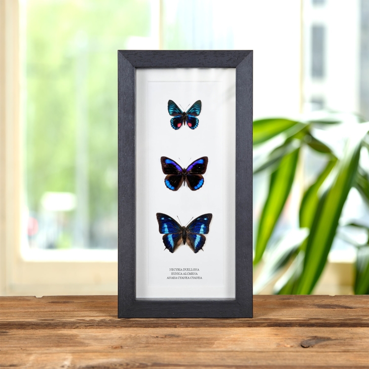Multi Specimen Frame (Necyria duellona, Eunica alcmena & Anaea cyanea cyanea)