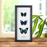 Minibeast Multi Specimen Frame (Anaea polyxo, Agrias beatifica lachaumei & Panacea prola)