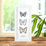 Multi Butterfly Trio In Box Frame (Baeotus amazonicus, Polyura delphis & eudamippus)