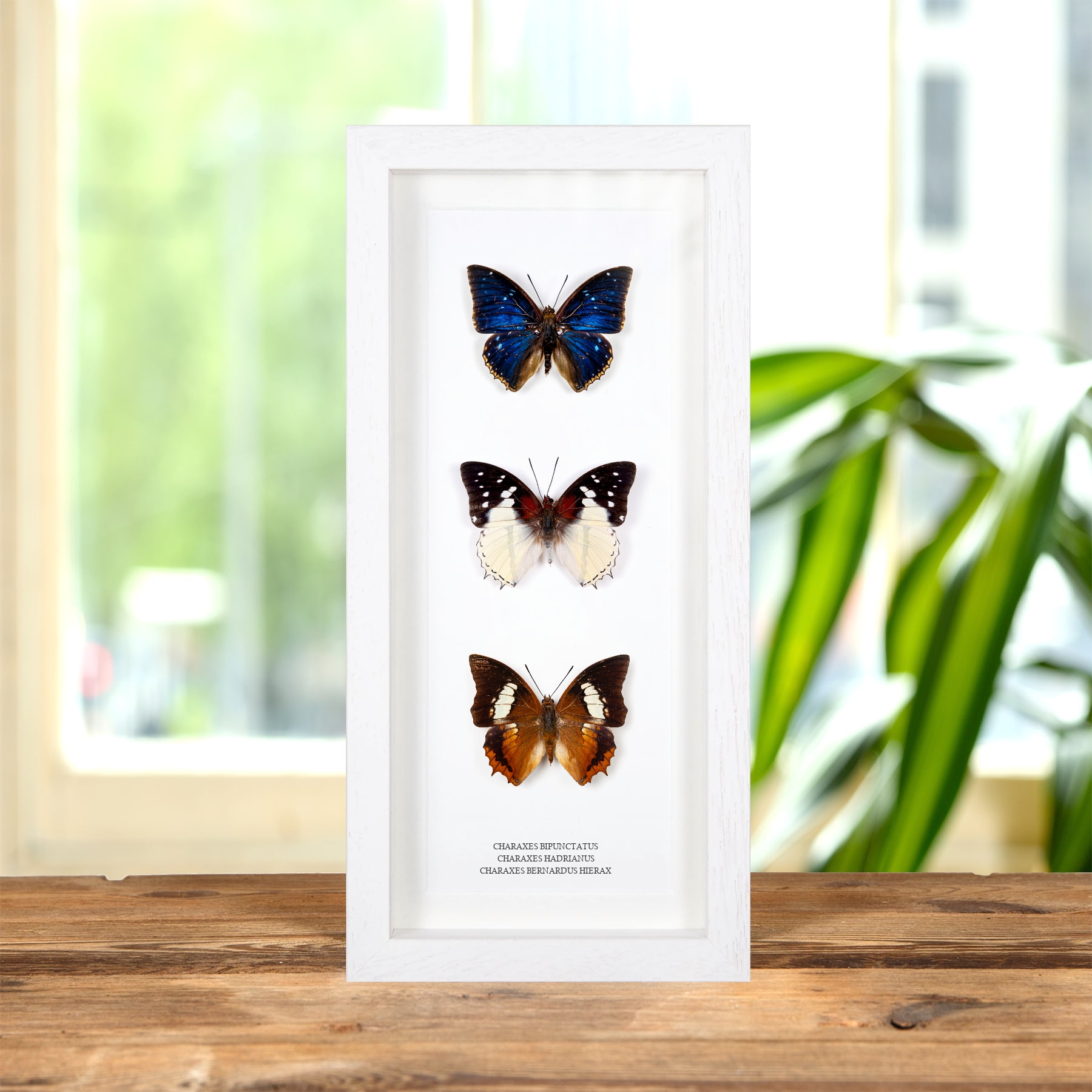 Multi Specimen Charaxes Butterfly Frame (Charaxes bipunctatus, hadrianus & bernardus hierax)