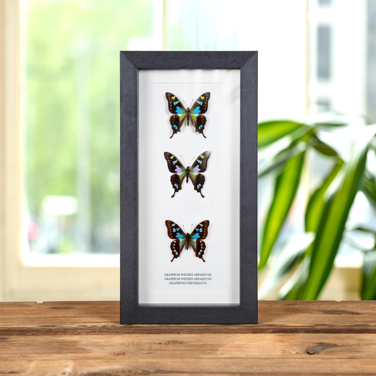 Multi Specimen Frame (Rare Aberration Graphium weiskei, Graphium weiskei arfakensis & stresemanni)