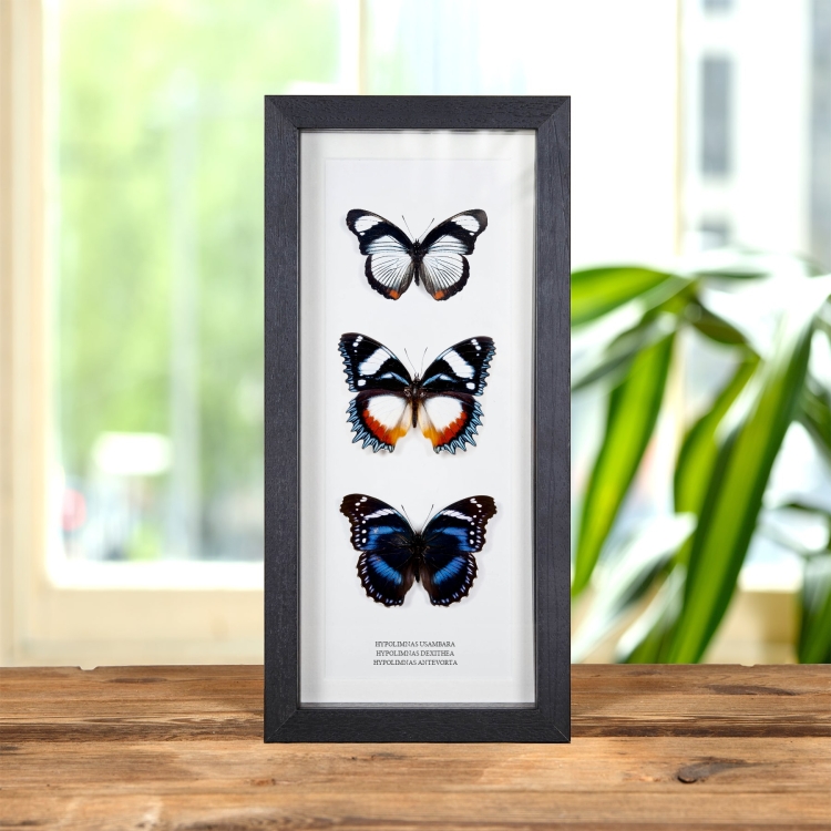 Multi Hypolimnas Frame (Hypolimnas usambara, dexithea & antevorta)