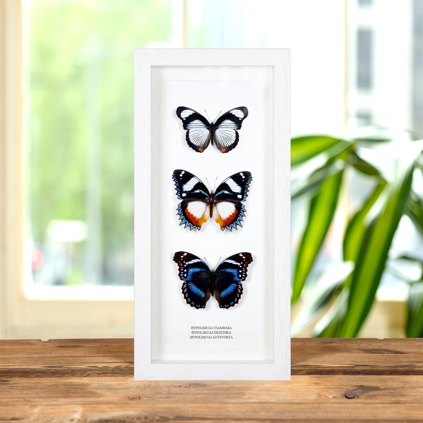 Multi Hypolimnas Frame (Hypolimnas usambara, dexithea & antevorta) Multi Hypolimnas Frame (Hypolimnas usambara, dexithea & antevorta)