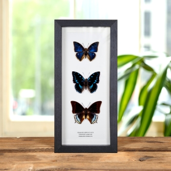 Multi Specimen Charaxes Butterfly Frame (Charaxes bipunctatus, ameliae &amp; eurialus)