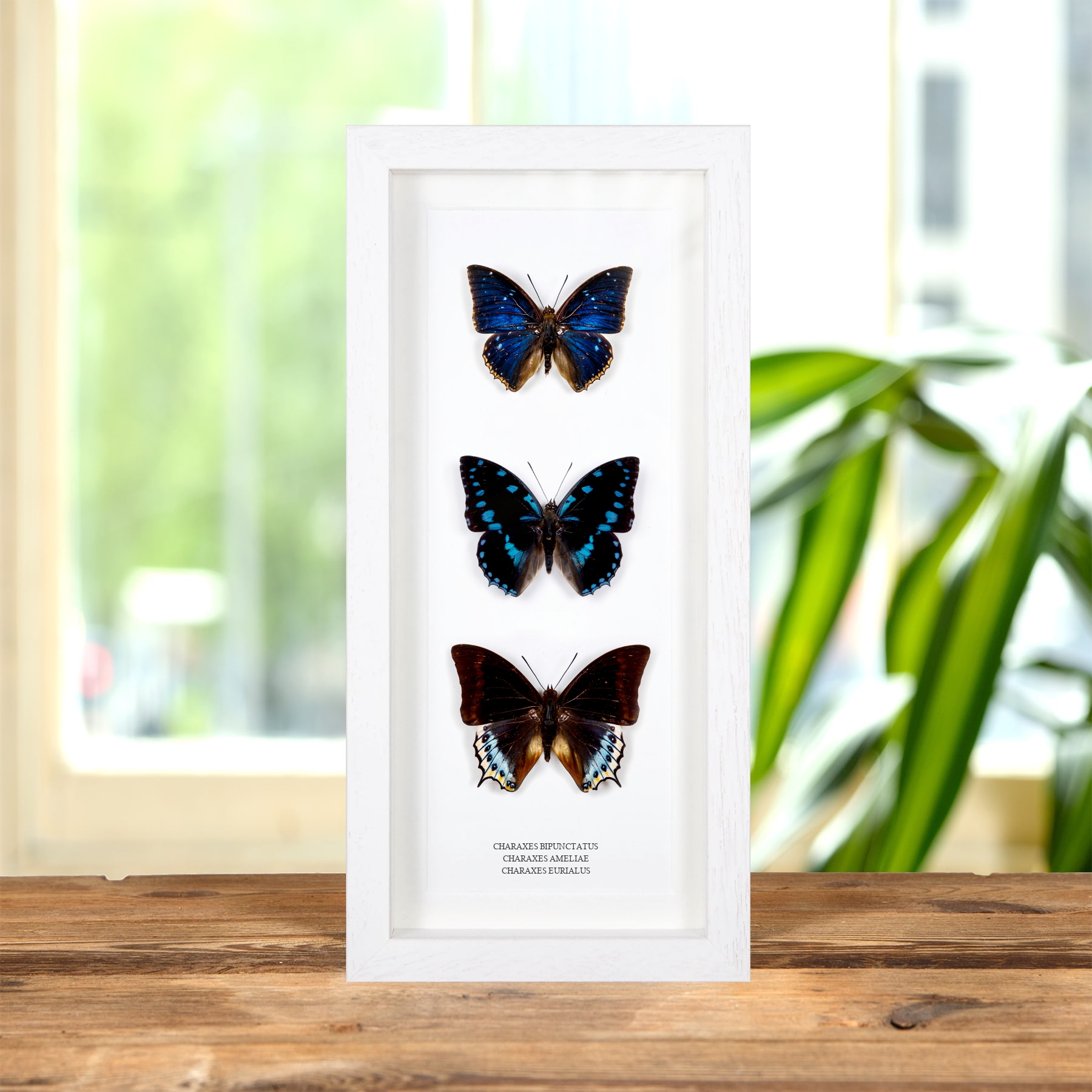 Multi Specimen Charaxes Butterfly Frame (Charaxes bipunctatus, ameliae & eurialus) Minibeast Multi Specimen Charaxes Butterfly Frame (Charaxes bipunctatus, ameliae & eurialus)