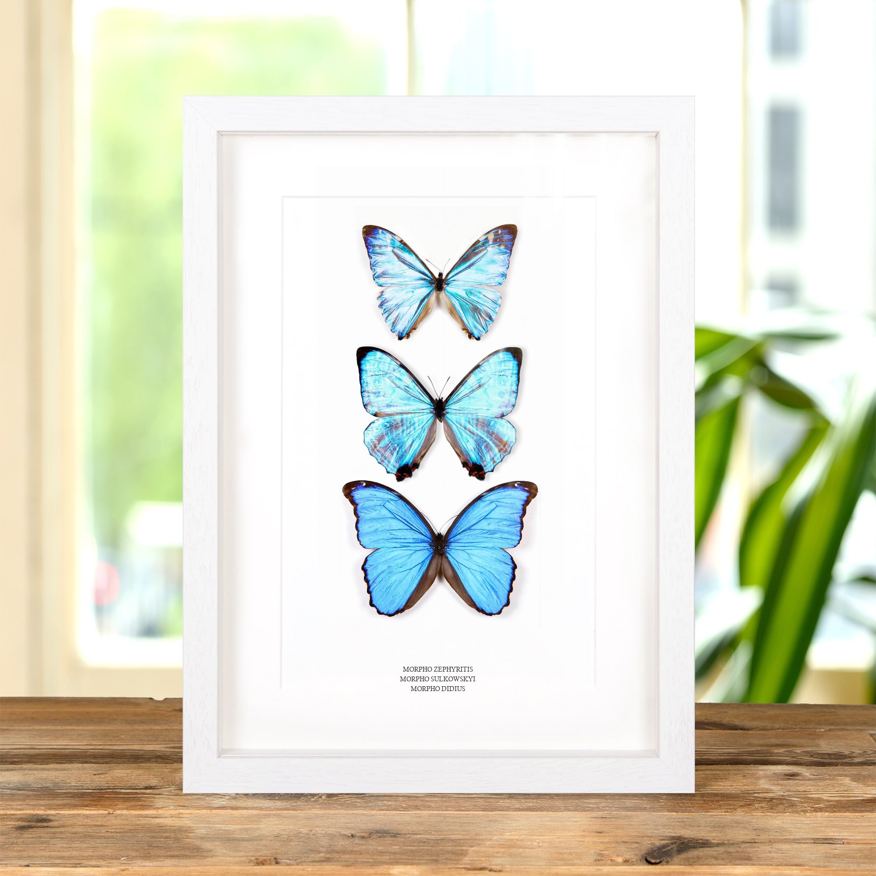 Multi Specimen Frame (Morpho zephyritis, sulkowskyi & didius) Minibeast Multi Specimen Frame (Morpho zephyritis, sulkowskyi & didius)