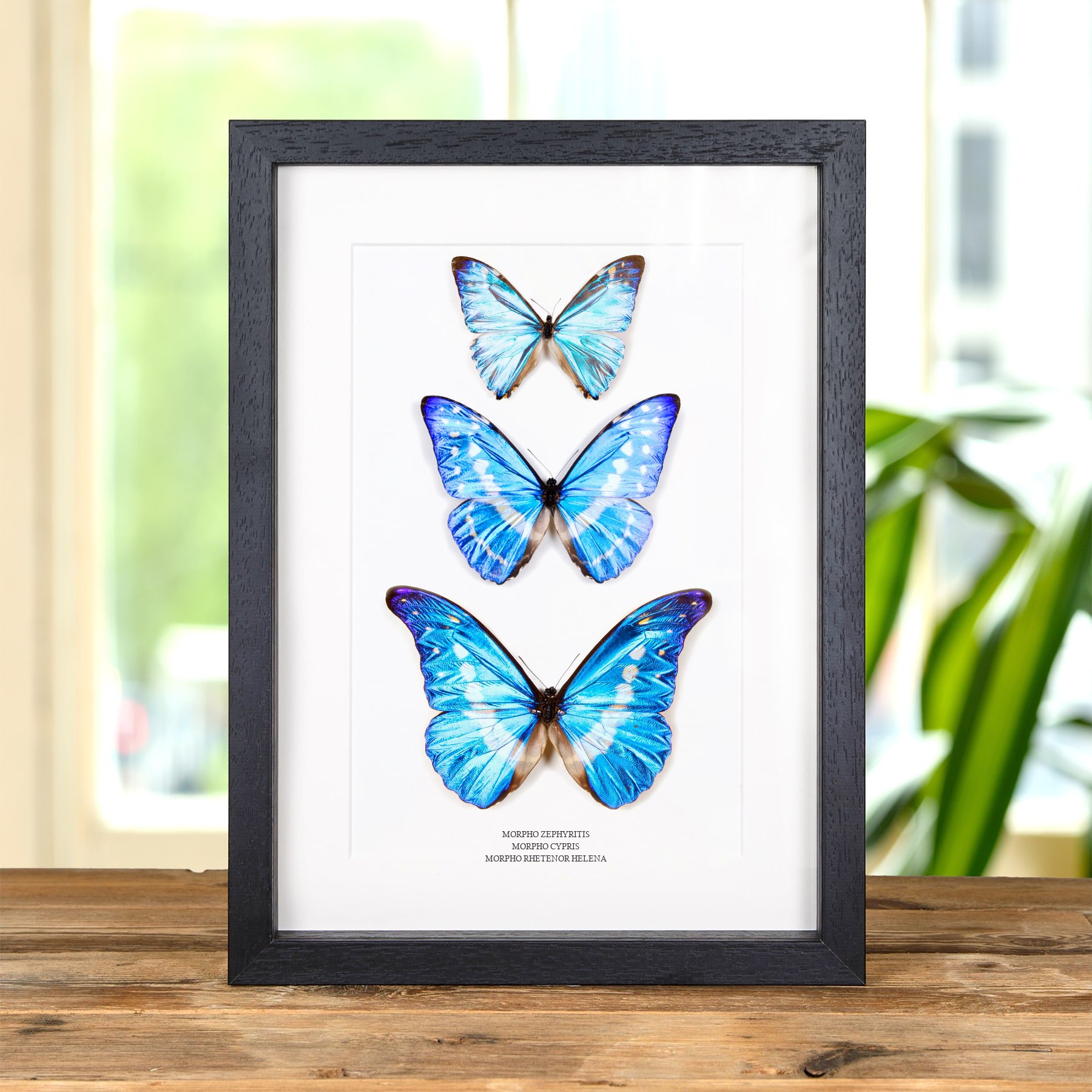 Multi Specimen Frame (Morpho zephyritis, cypris & rhetenor helena) Minibeast Multi Specimen Frame (Morpho zephyritis, cypris & rhetenor helena)