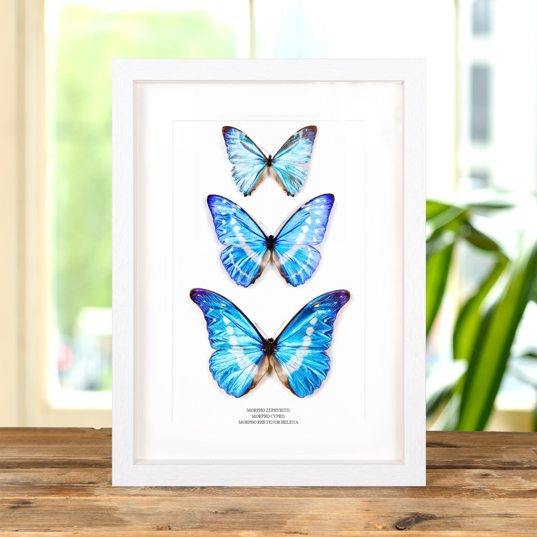 Multi Specimen Frame (Morpho zephyritis, cypris & rhetenor helena) Minibeast Multi Specimen Frame (Morpho zephyritis, cypris & rhetenor helena)