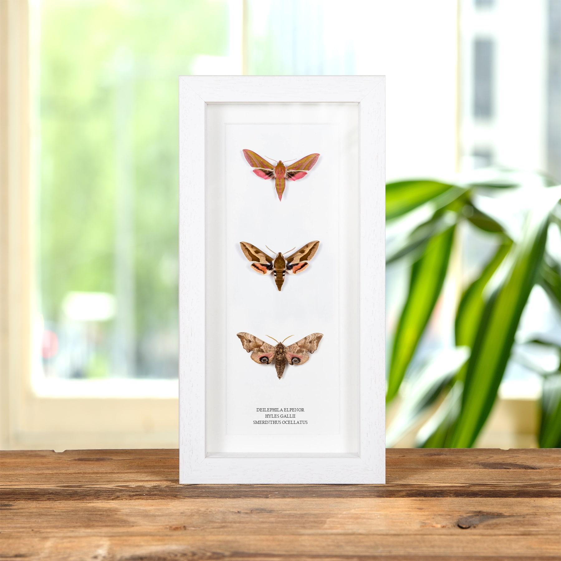 Multi Specimen Hawk-moth Frame (Deilephila elpenor, Hyles gallii & Smerinthus ocellatus)