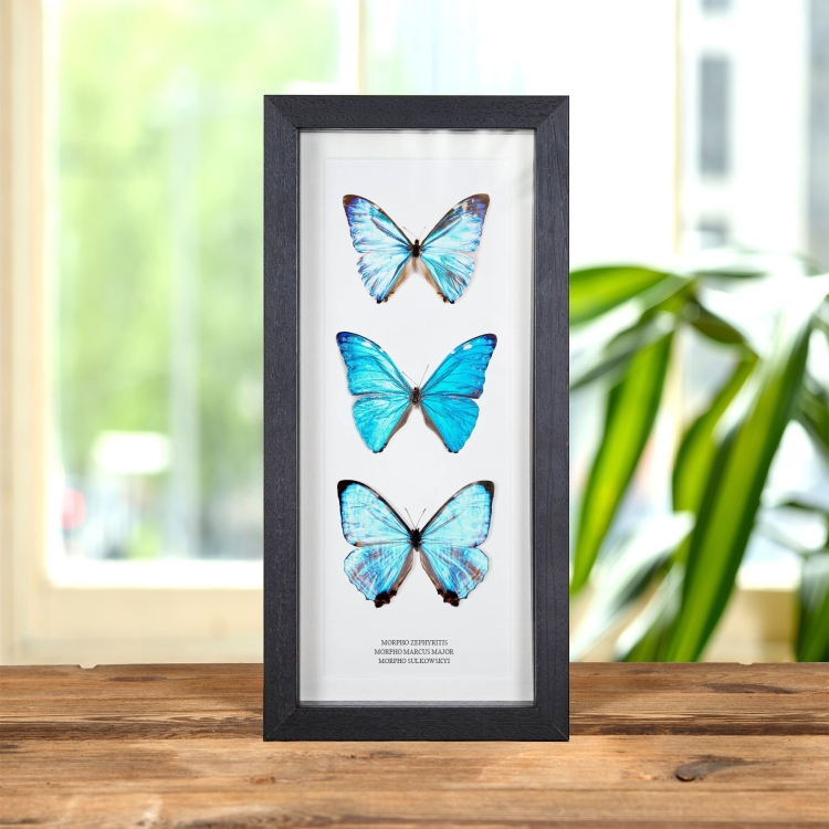 Multi Specimen Frame (Morpho zephyritis, marcus major & sulkowskyi)