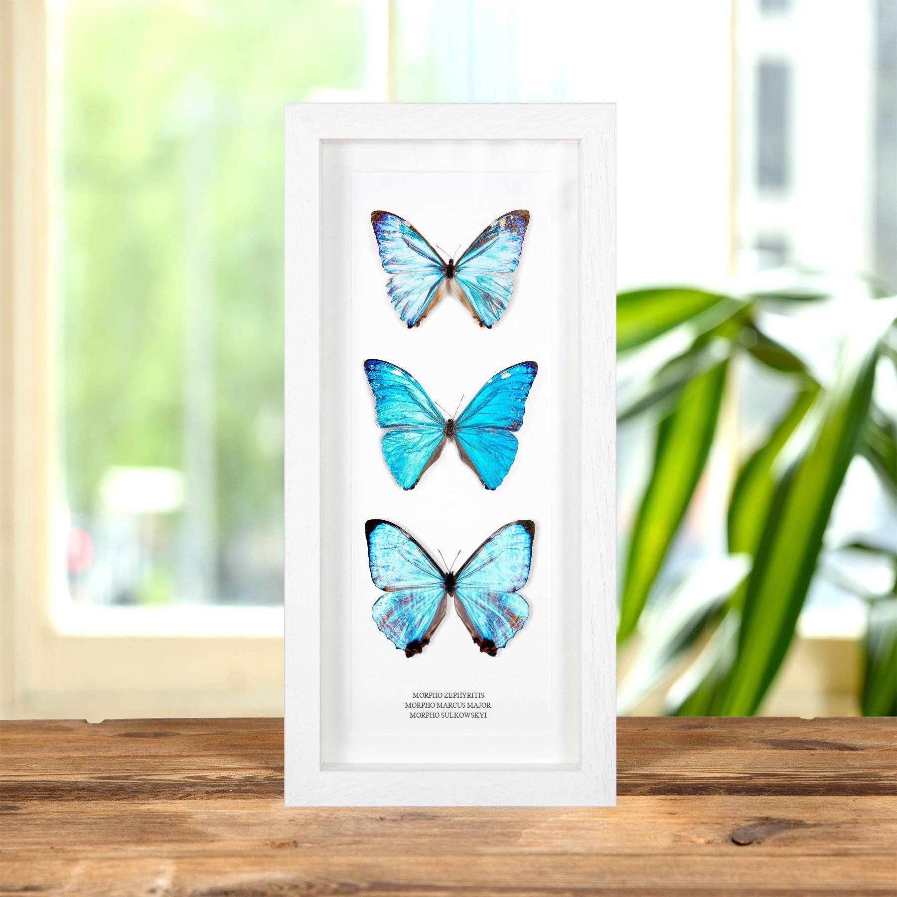 Minibeast Multi Specimen Frame (Morpho zephyritis, marcus major & sulkowskyi)