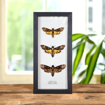 Death's Head Moth Trio #2 (Acherontia styx, atropos &amp; lachesis)
