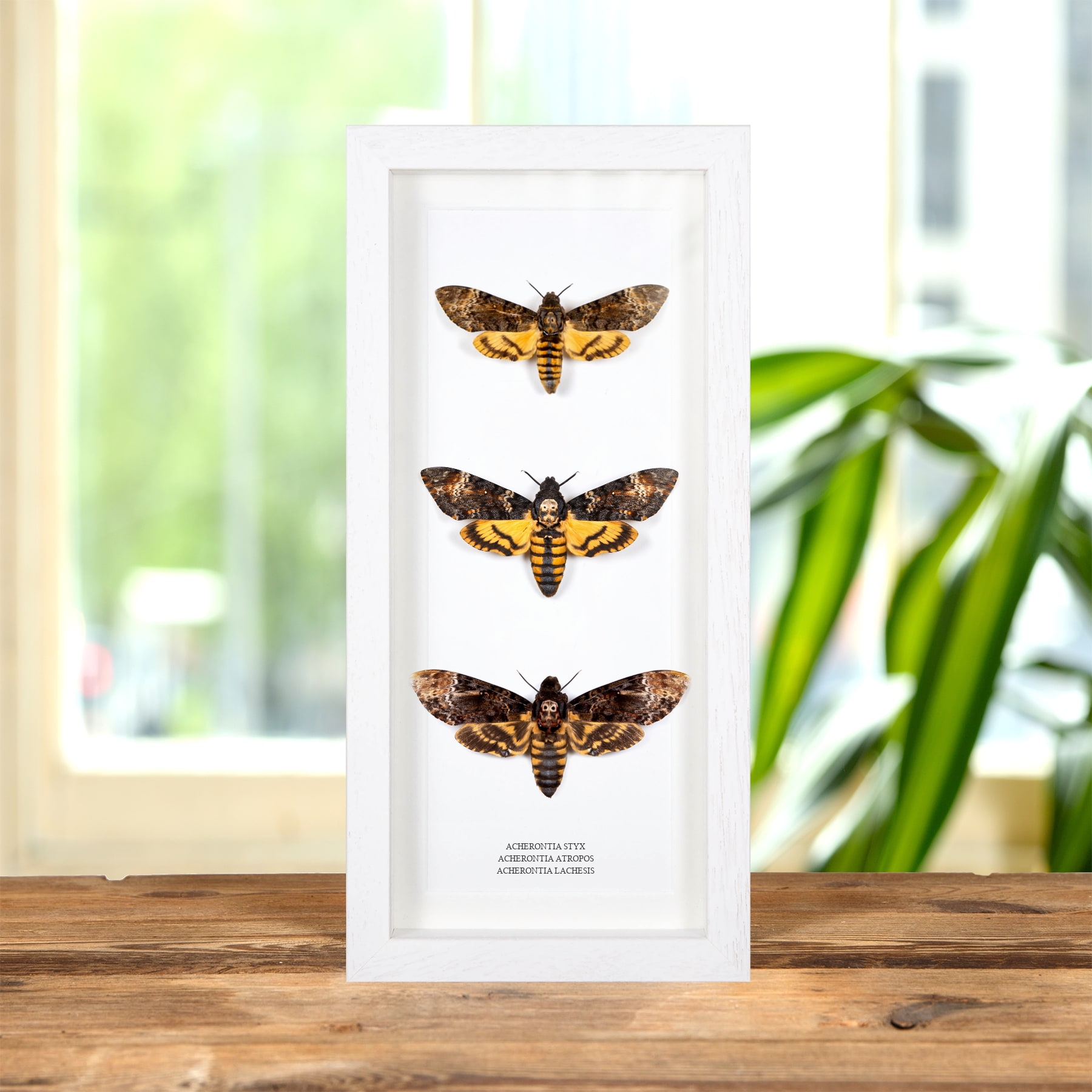 Death's Head Moth Trio #2 (Acherontia styx, atropos & lachesis)