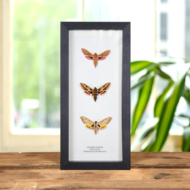 Multi Specimen Frame (Deilephila elpenor, Hyles gallii & Pseudoclanis occidentalis)