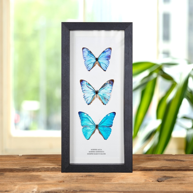 Multi Butterfly Trio In Box Frame (Morpho aega, zephyritis & marcus major)