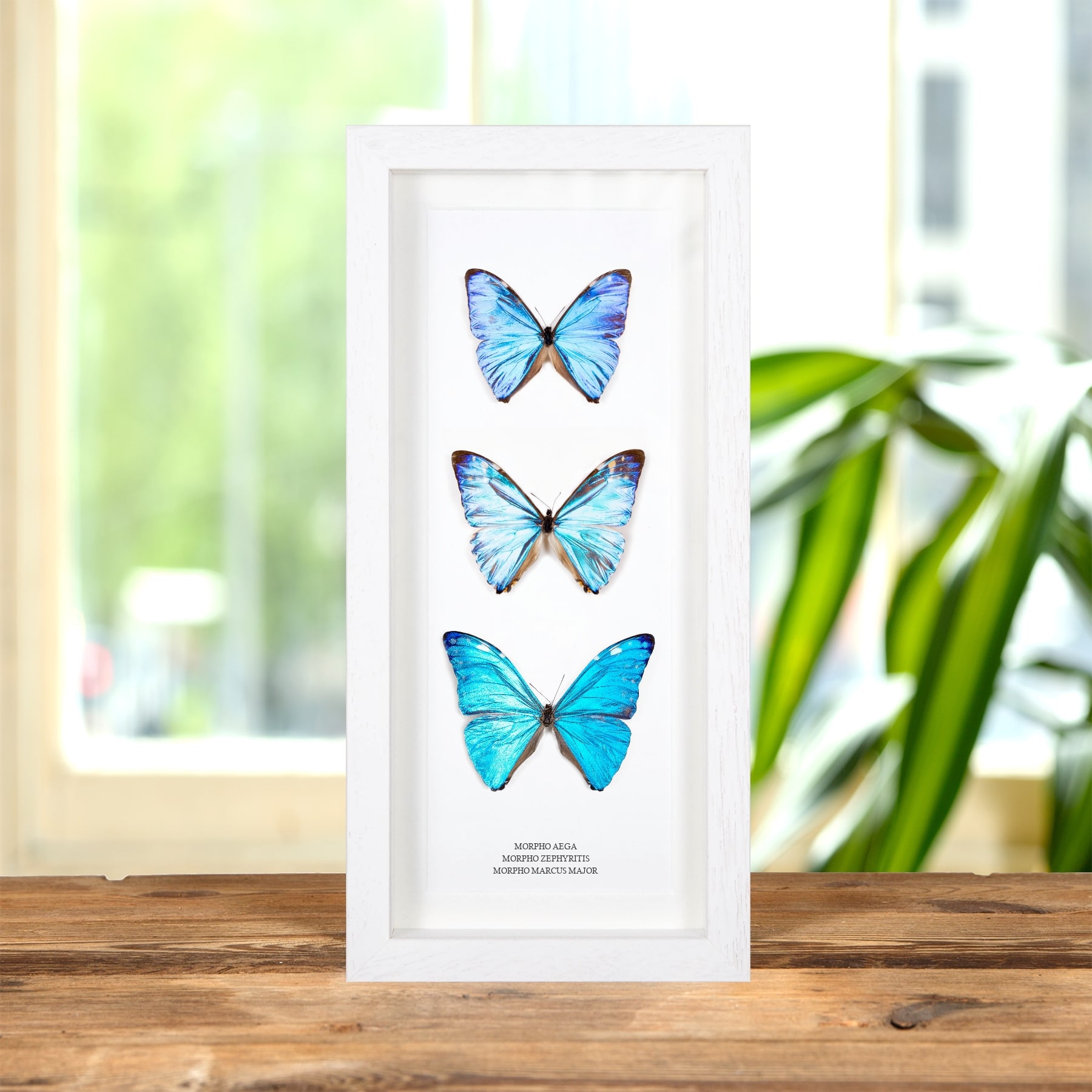 Multi Butterfly Trio In Box Frame (Morpho aega, zephyritis & marcus major)