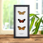 Minibeast Multi Specimen Frame (Heliconius hecale shanki, burneyi & Lycorea halia)