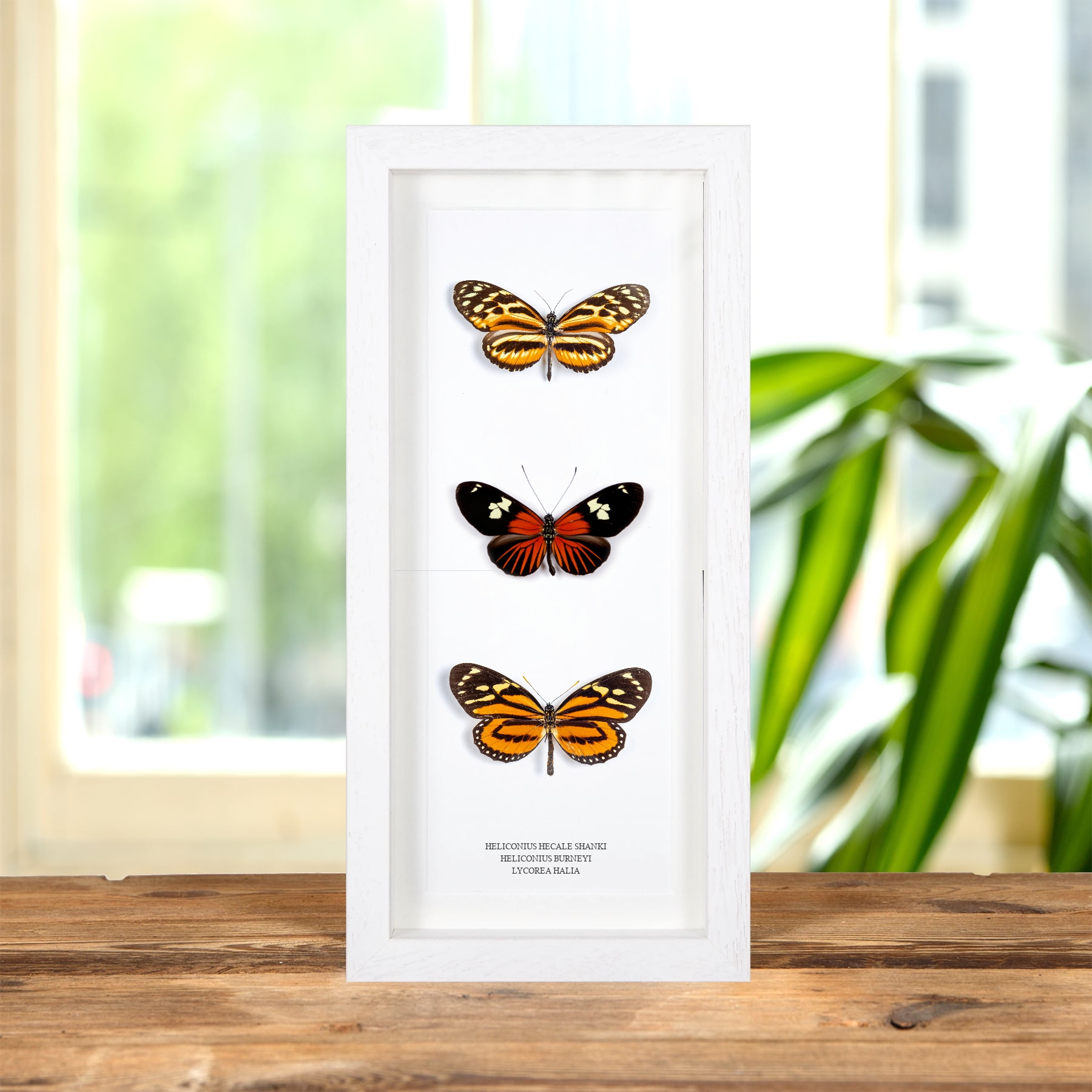 Multi Specimen Frame (Heliconius hecale shanki, burneyi & Lycorea halia)