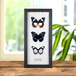 Minibeast Hypolimnas Butterfly Frame (Hypolimnas dexithea, antevorta & usambara)