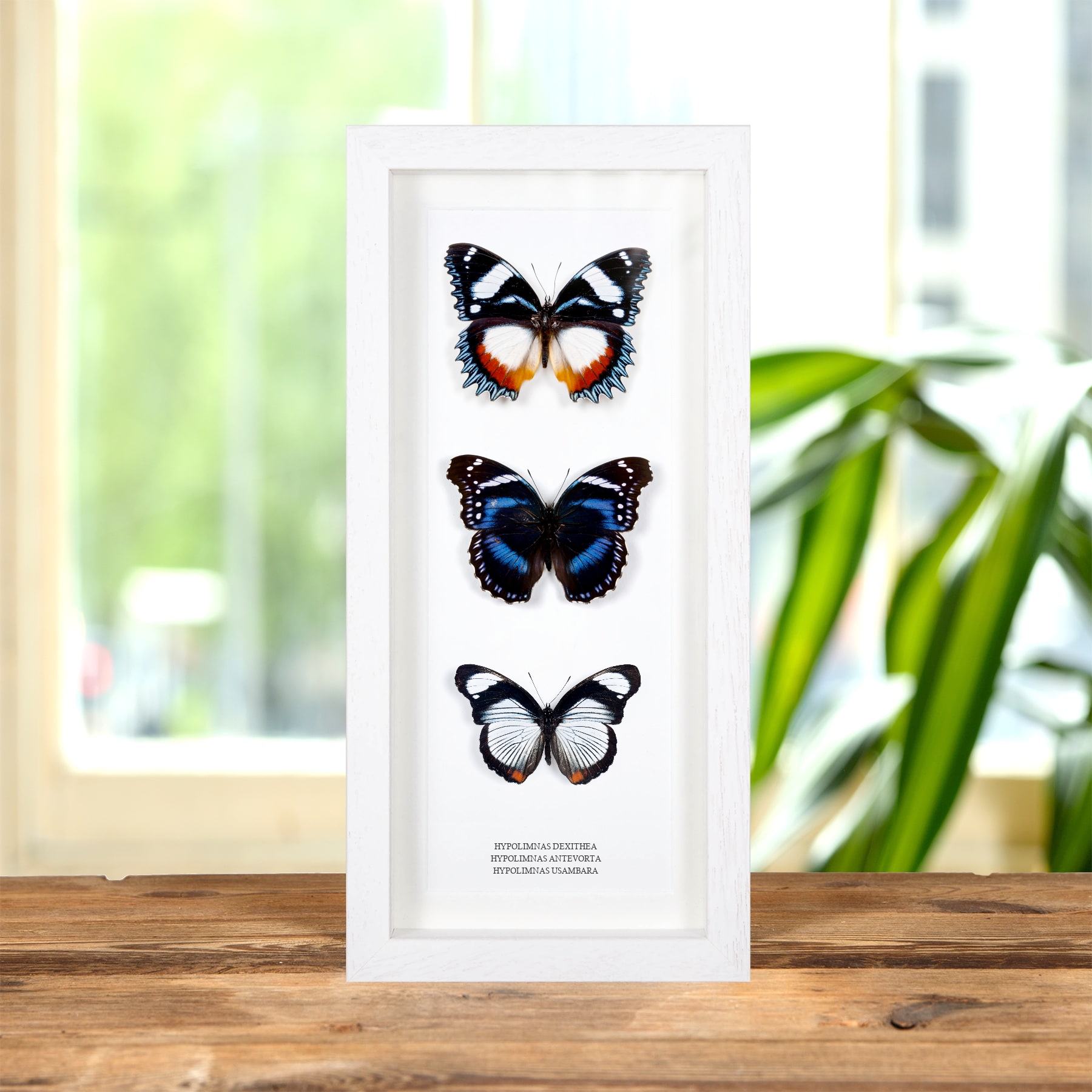 Hypolimnas Butterfly Frame Hypolimnas Dexithea Antevorta Usambara Hypolimnas Butterfly Frame Hypolimnas Dexithea Antevorta Usambara