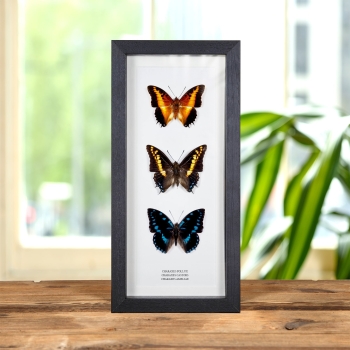 Charaxes Butterfly Trio In Box Frame (Charaxes pollux, castors &amp; ameliae)