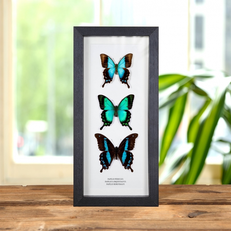 Papilio Butterfly Trio In Box Frame (Papilio pericles, lorquinianus & hornimani)