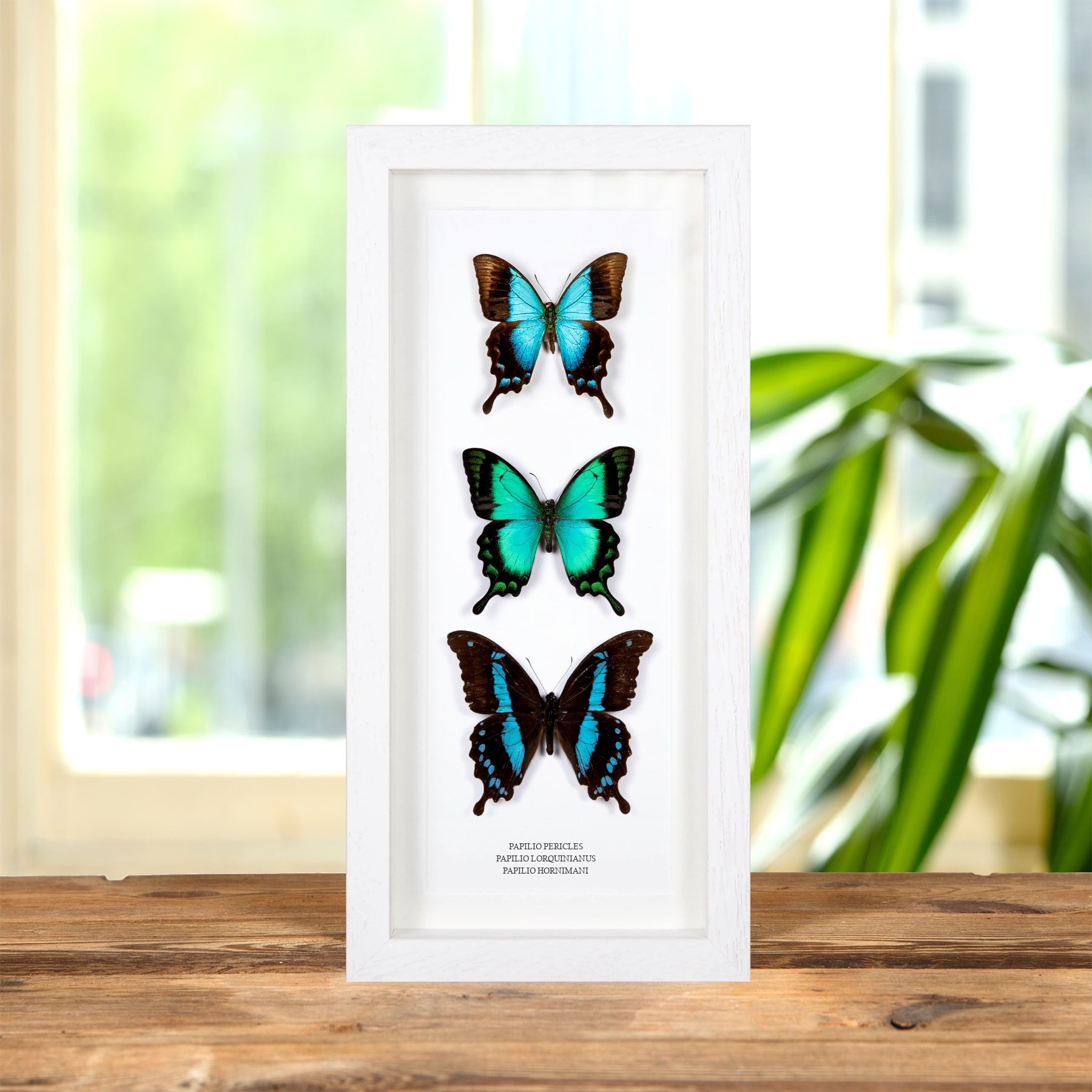Papilio Butterfly Trio In Box Frame (Papilio pericles, lorquinianus & hornimani)
