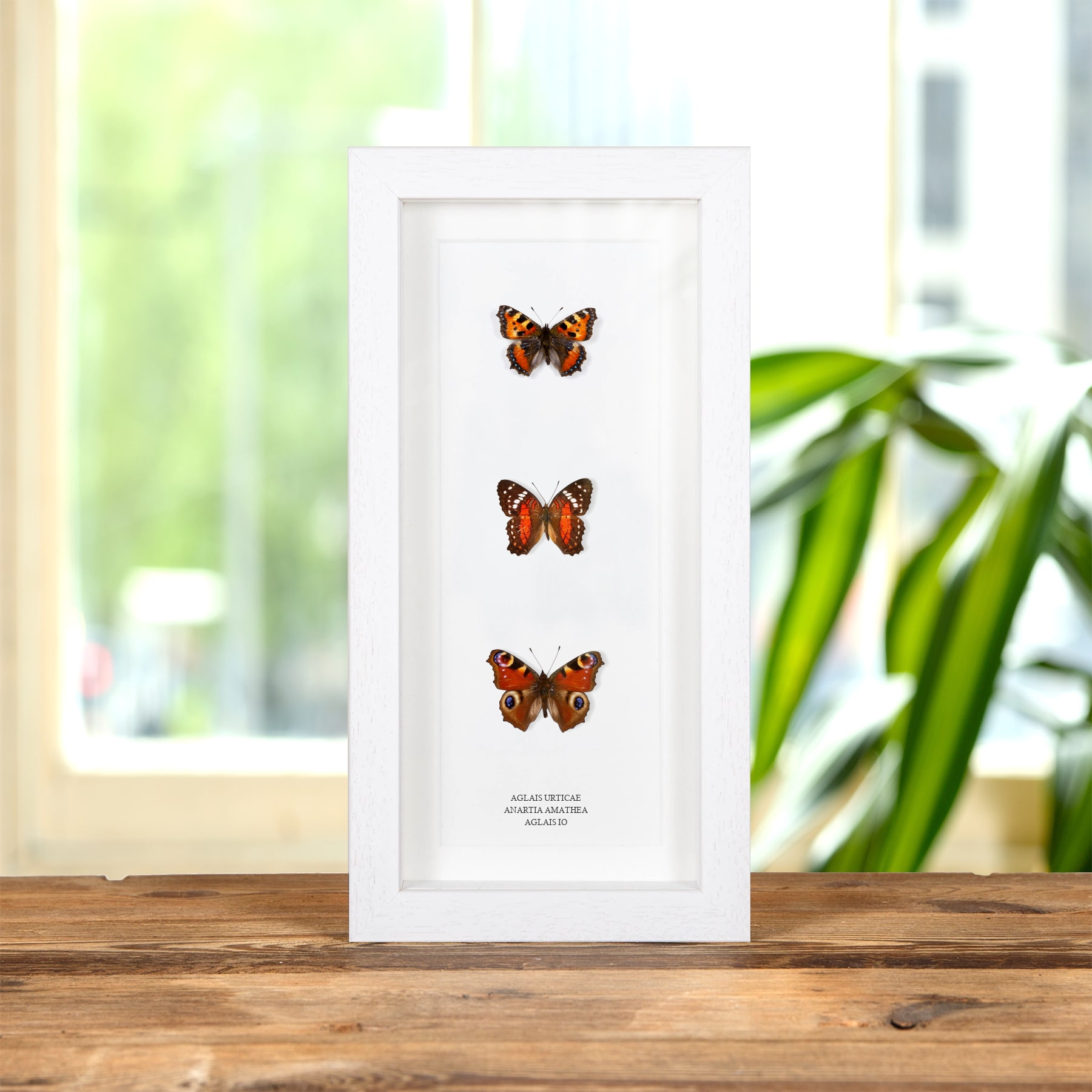 Multi Specimen Frame (Aglais urticae, Anartia amathea & Aglais io)
