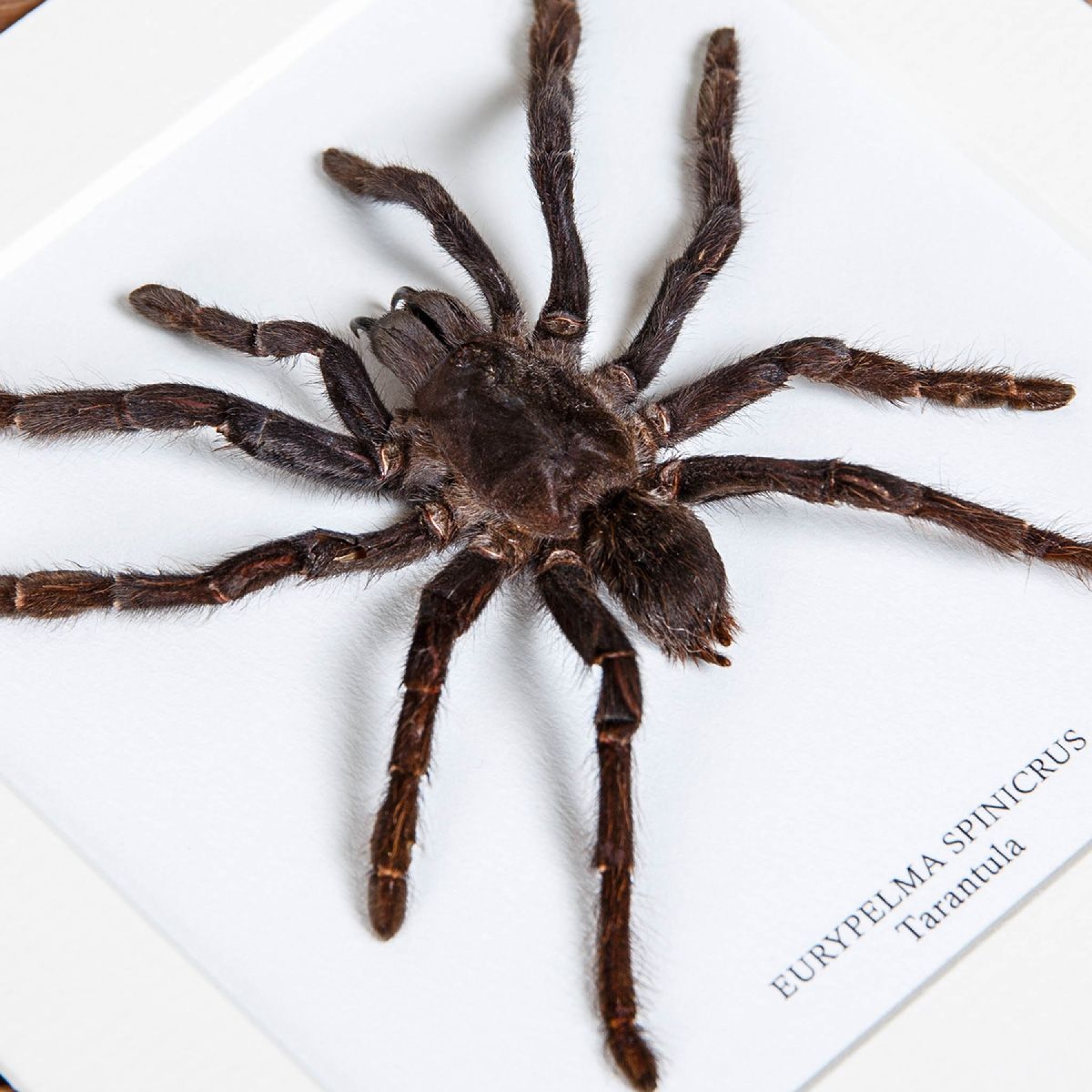 Tarantula In Box Frame (Eurypelma spinicrus) Tarantula In Box Frame (Eurypelma spinicrus)