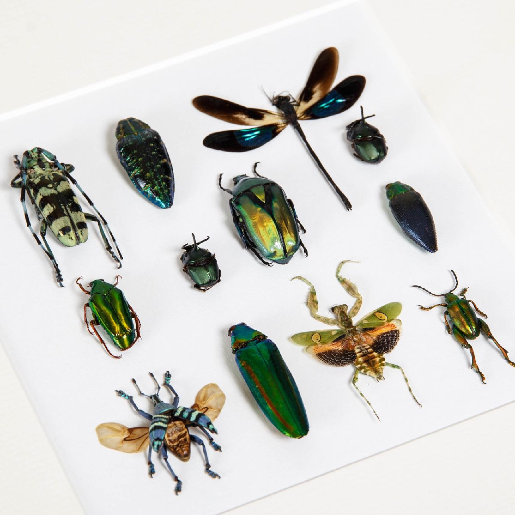 Minibeast Multiple Insect Display In Box Frame