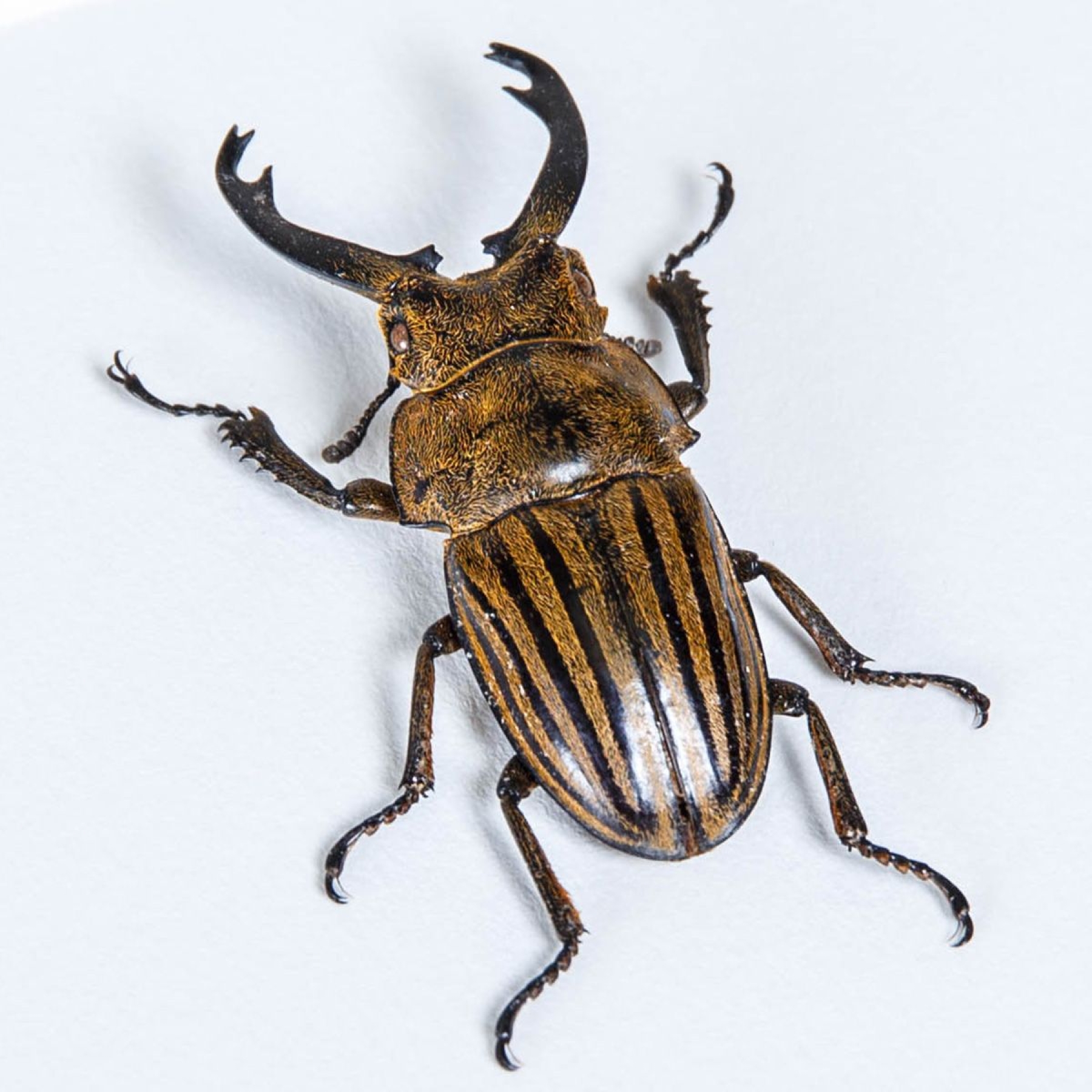 Calcodes striata Beetle In Box Frame From Sumatra