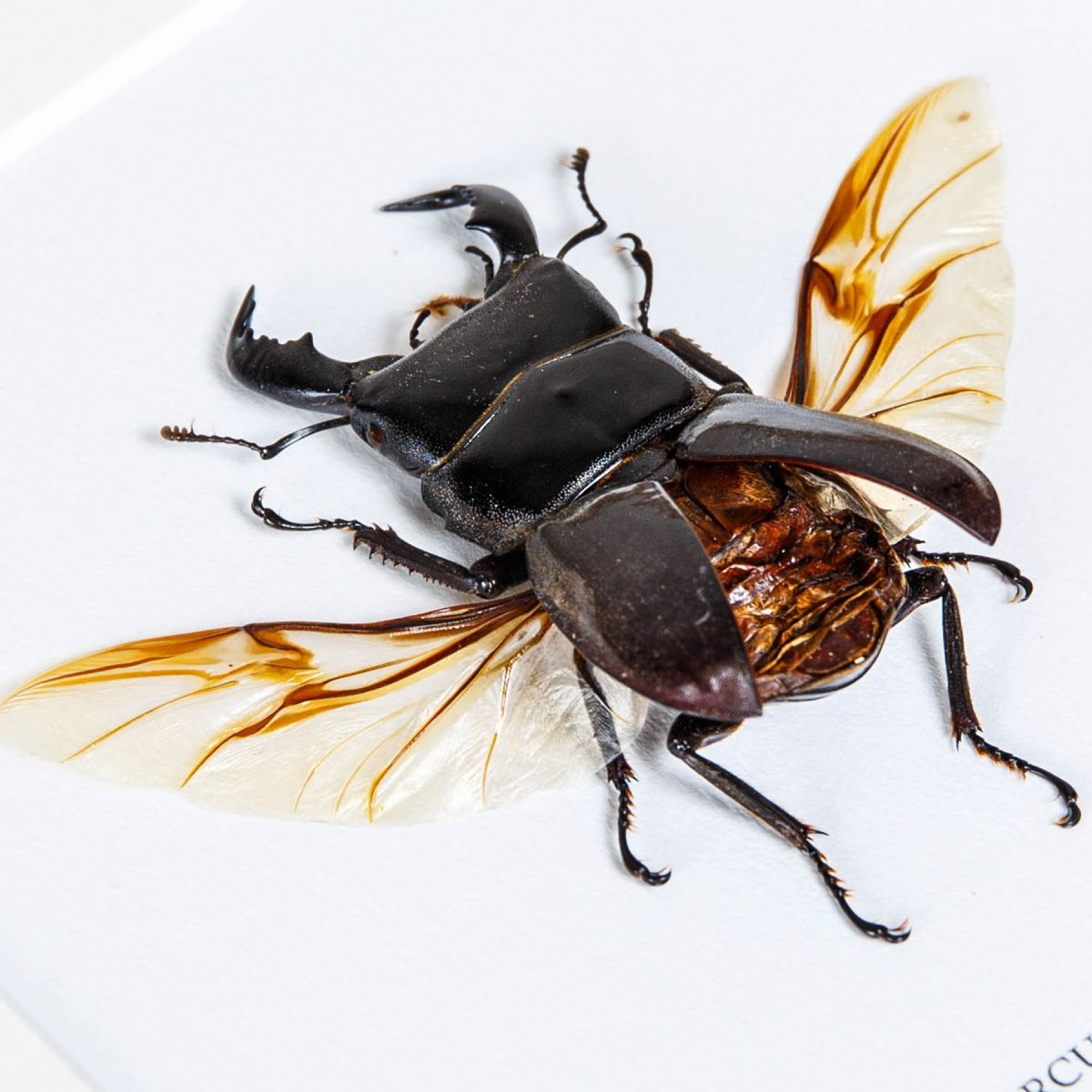 Wing-spread Giant Stag Beetle In Box Frame (Dorcus titanus)