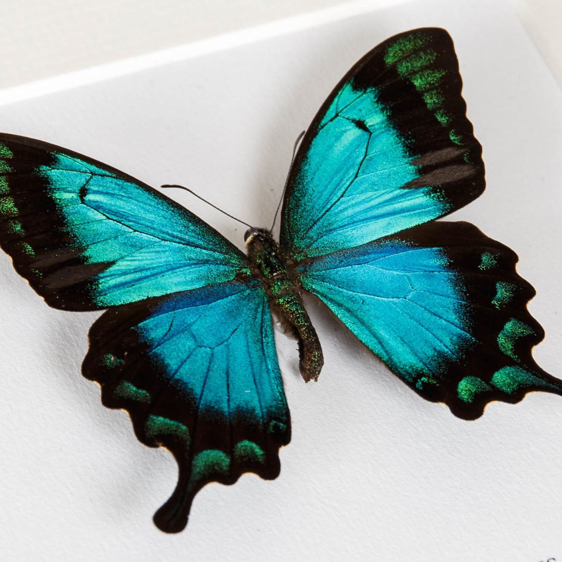 Sea Green Swallowtail Butterfly In Box Frame (Papilio lorquinianus)