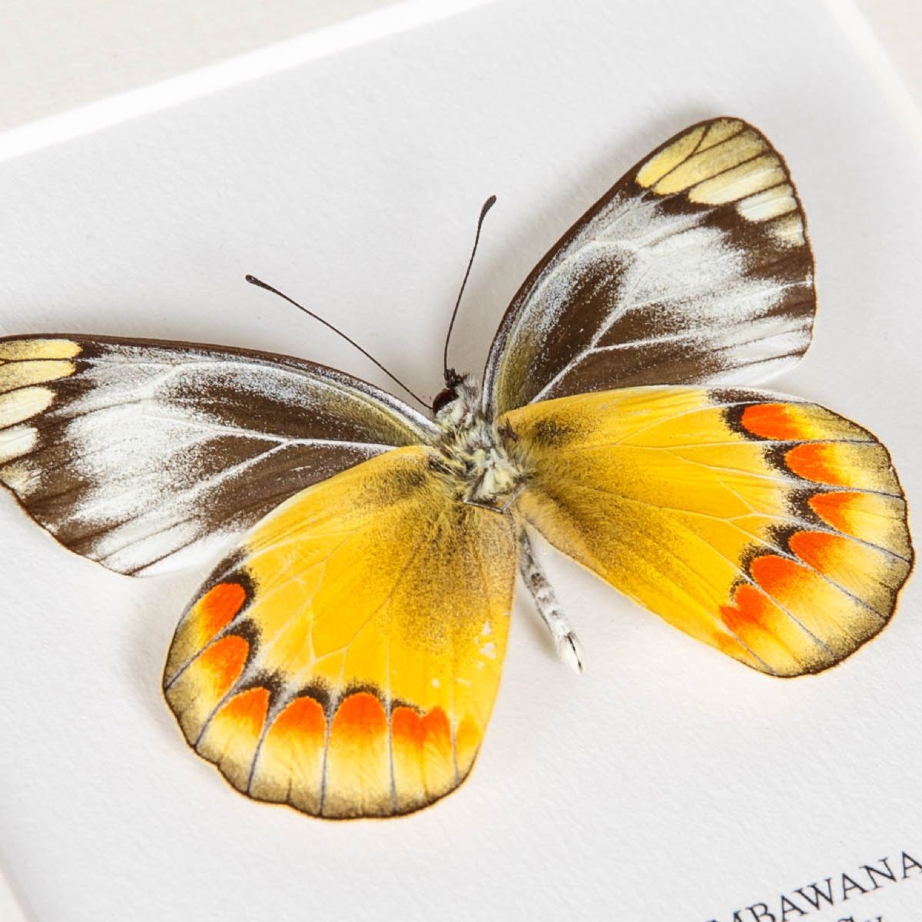 Delias Butterfly Ventral Side In Box Frame (Delias sambawana)