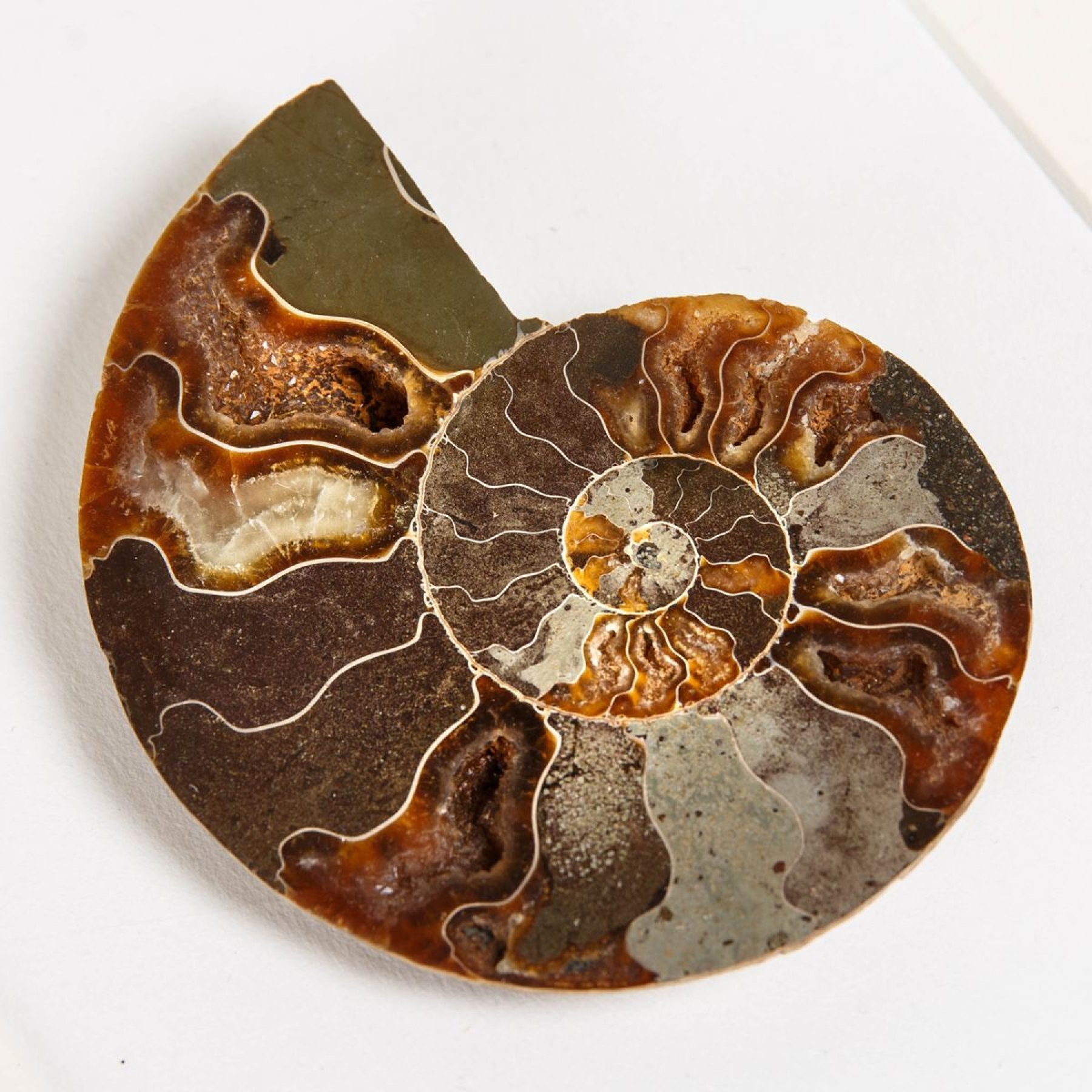 Large Cut & Polished Ammonite Fossil In Box Frame (Cleoniceras sp)
