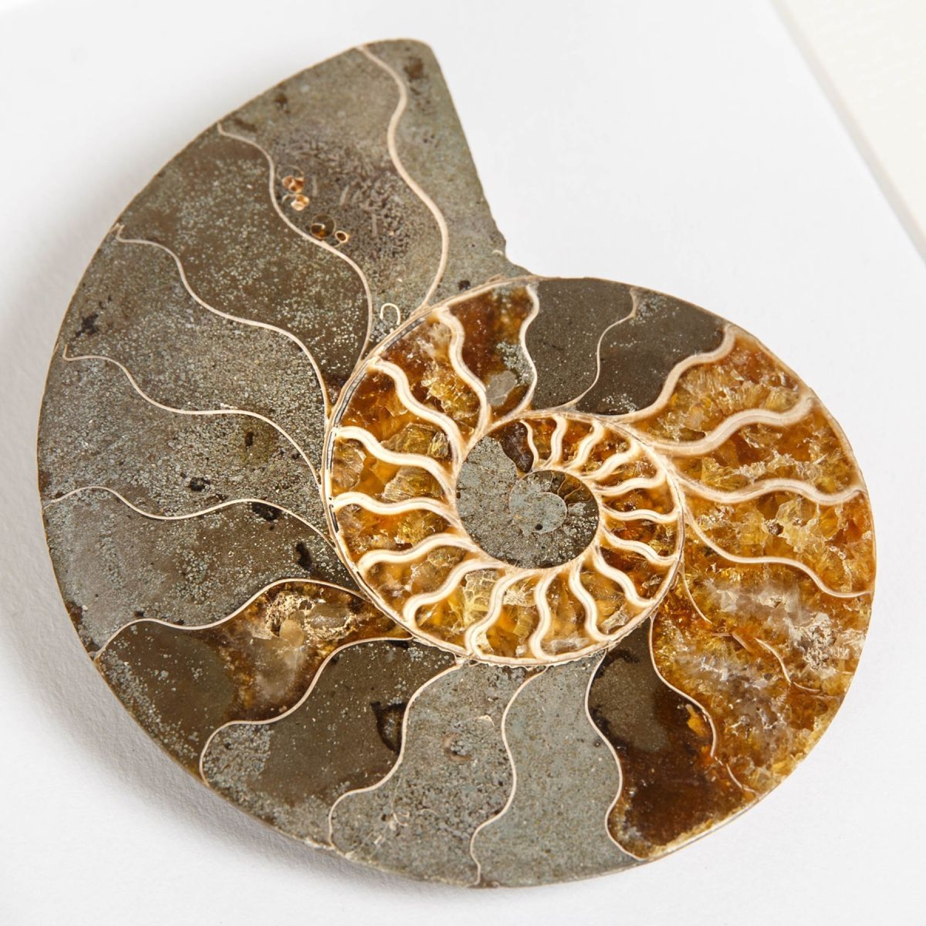 Minibeast Cut & Polished Ammonite Fossil In Box Frame (Cleoniceras sp)