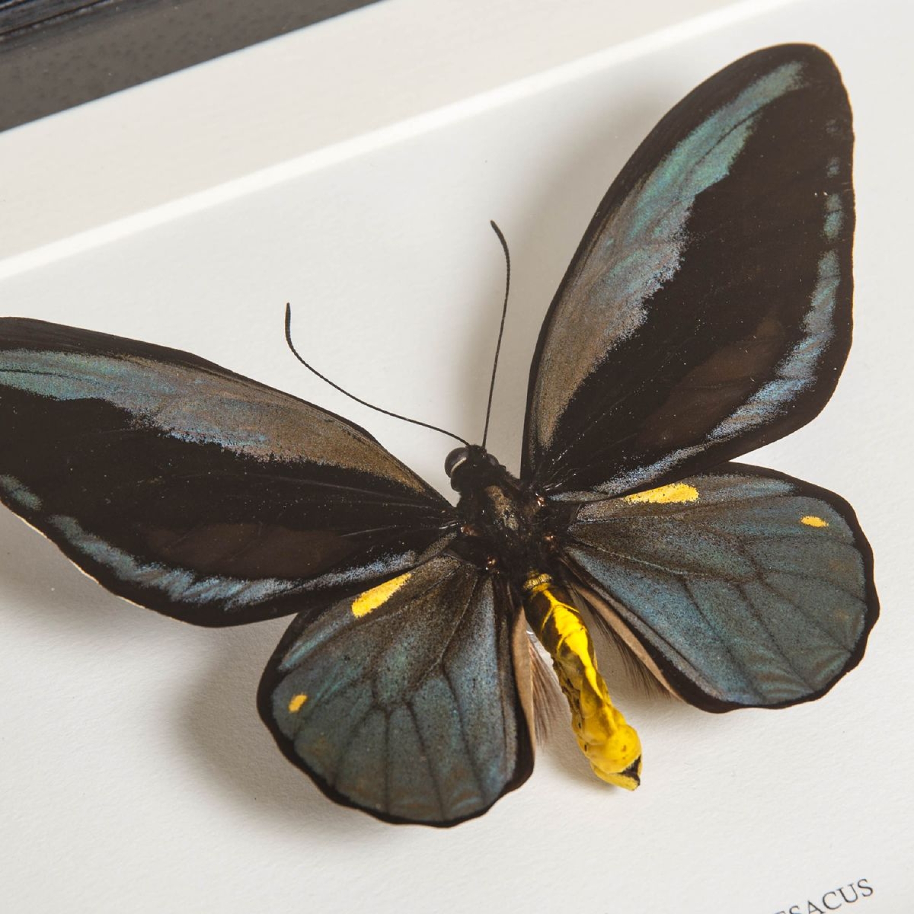 Minibeast Very Rare Obi Isl& Birdwing In Box Frame (Ornithoptera aesacus)