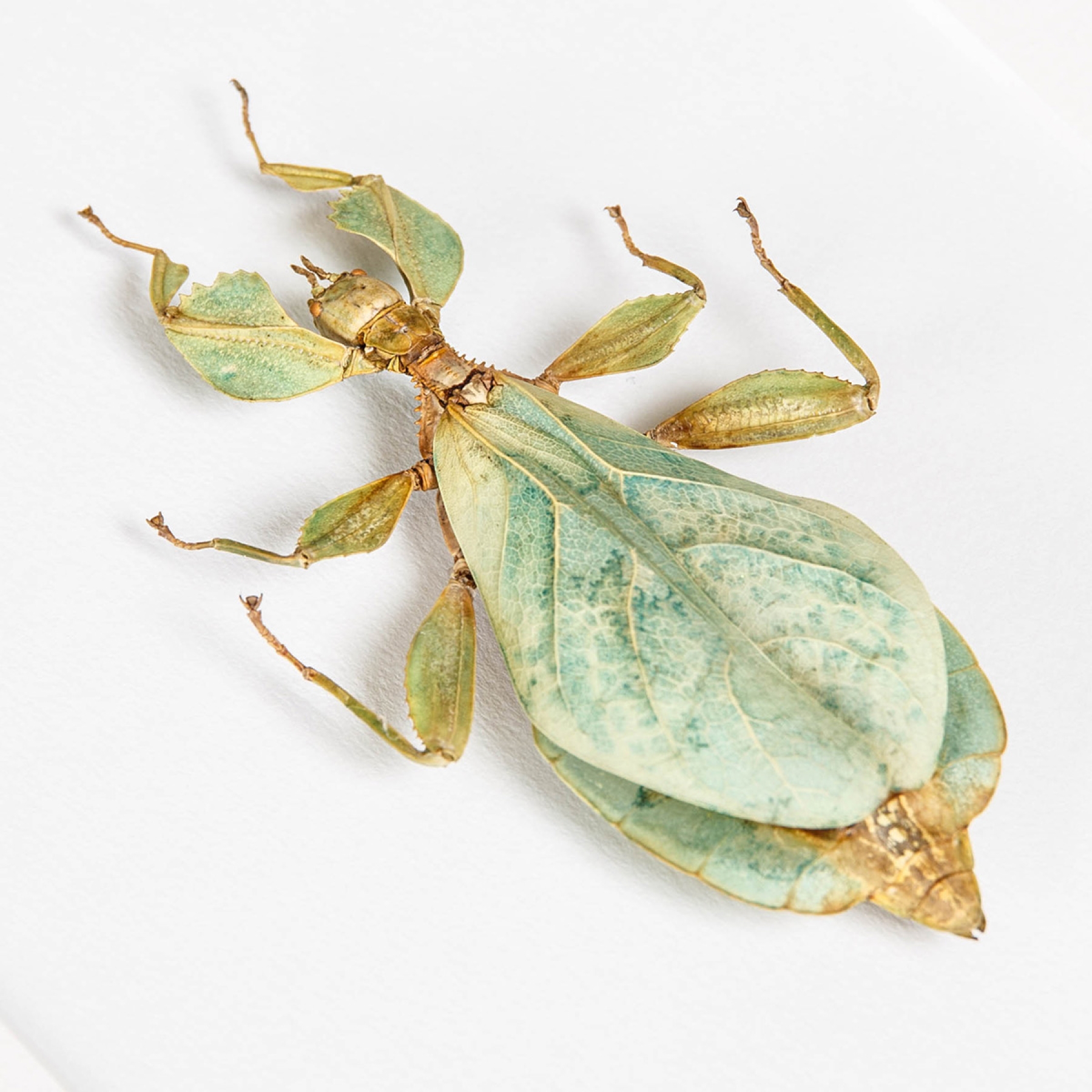 Walking Leaf Insect In Box Frame (Phyllium letiranti)