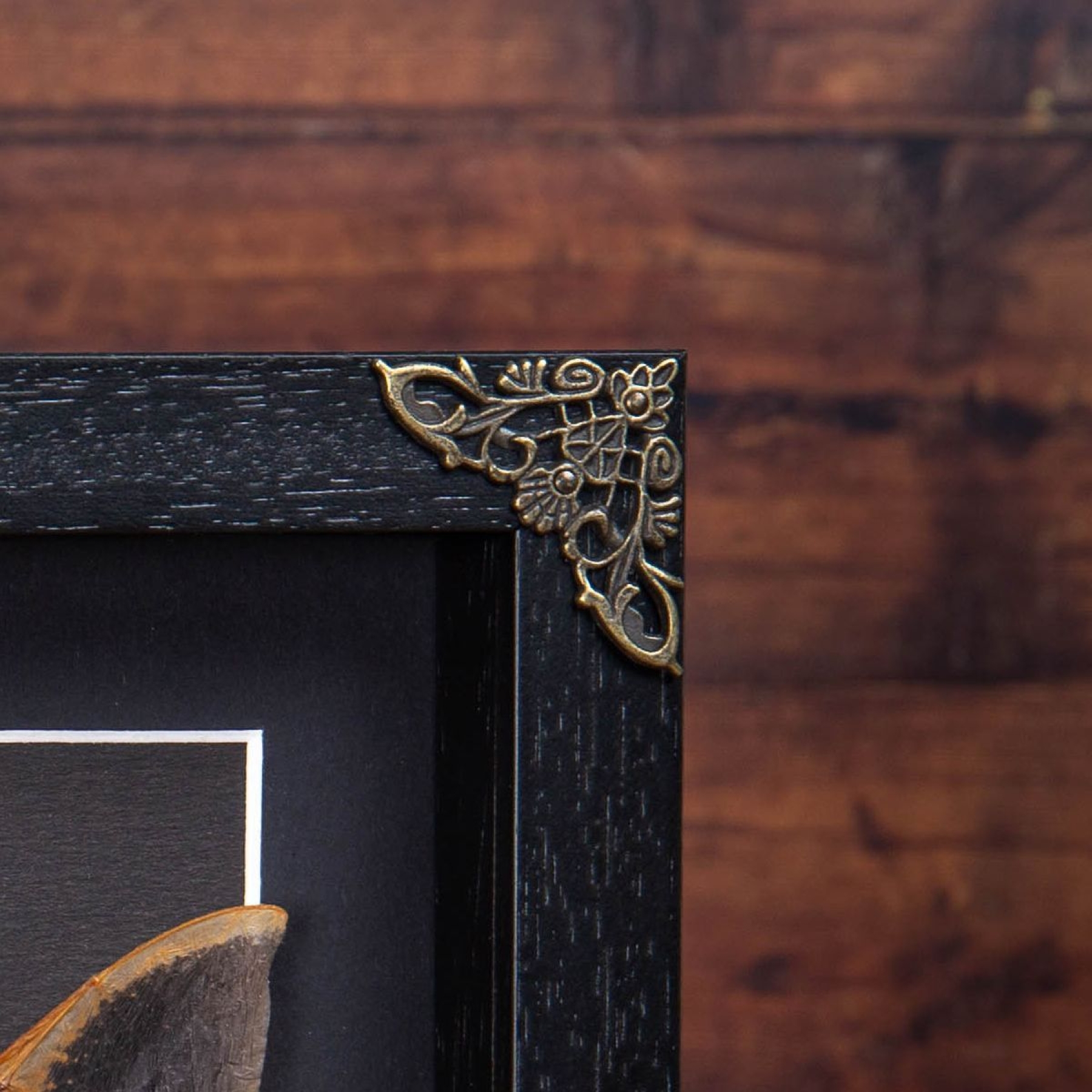 Minibeast Painted Bat In Baroque Style Box Frame (Kerivoula picta)