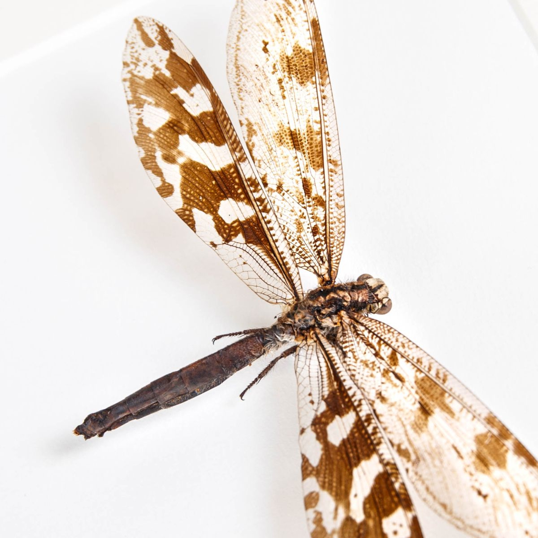 Giant Antlion In Box Frame (Palpares sp.)