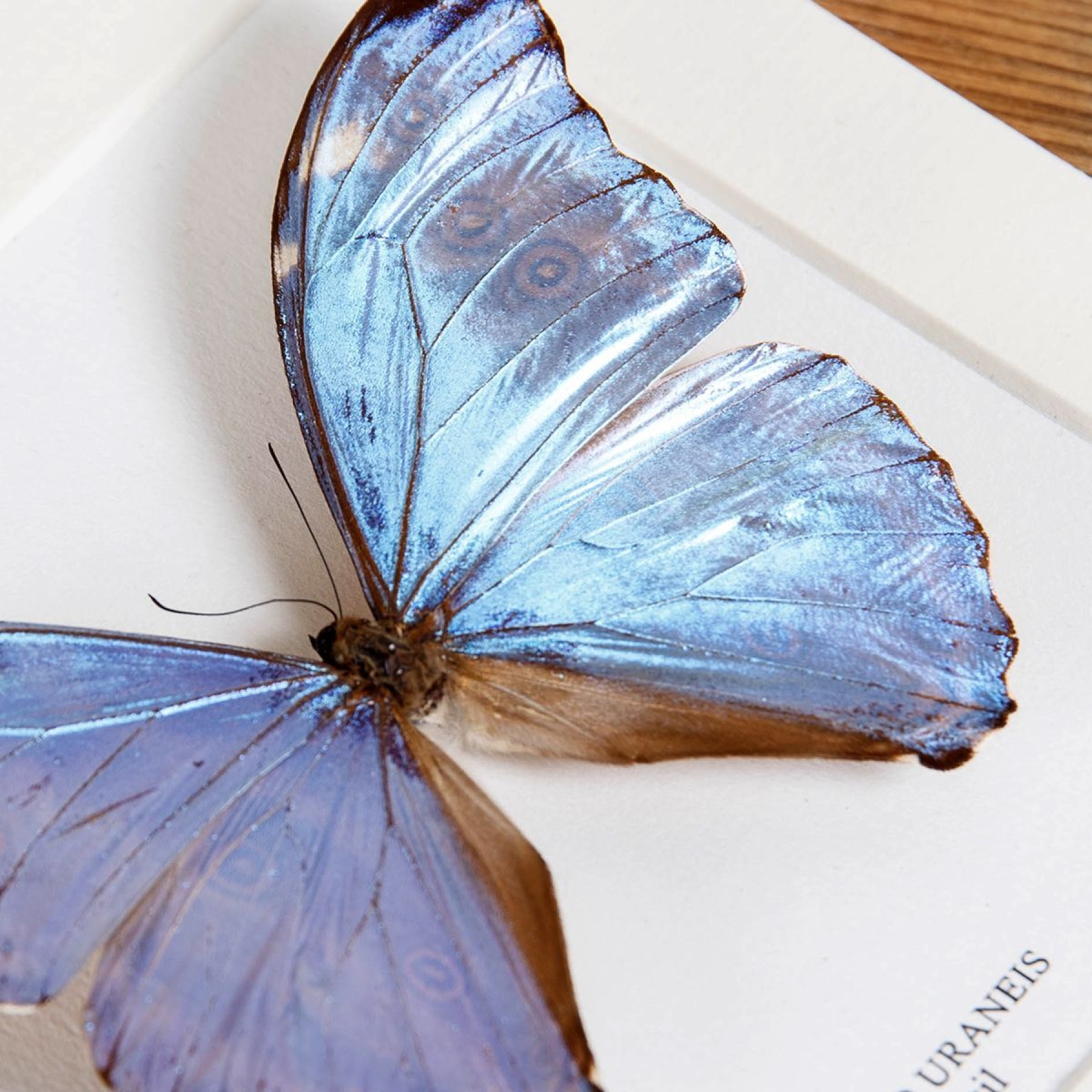 Morpho uraneis Butterfly In Box Frame From Brazil