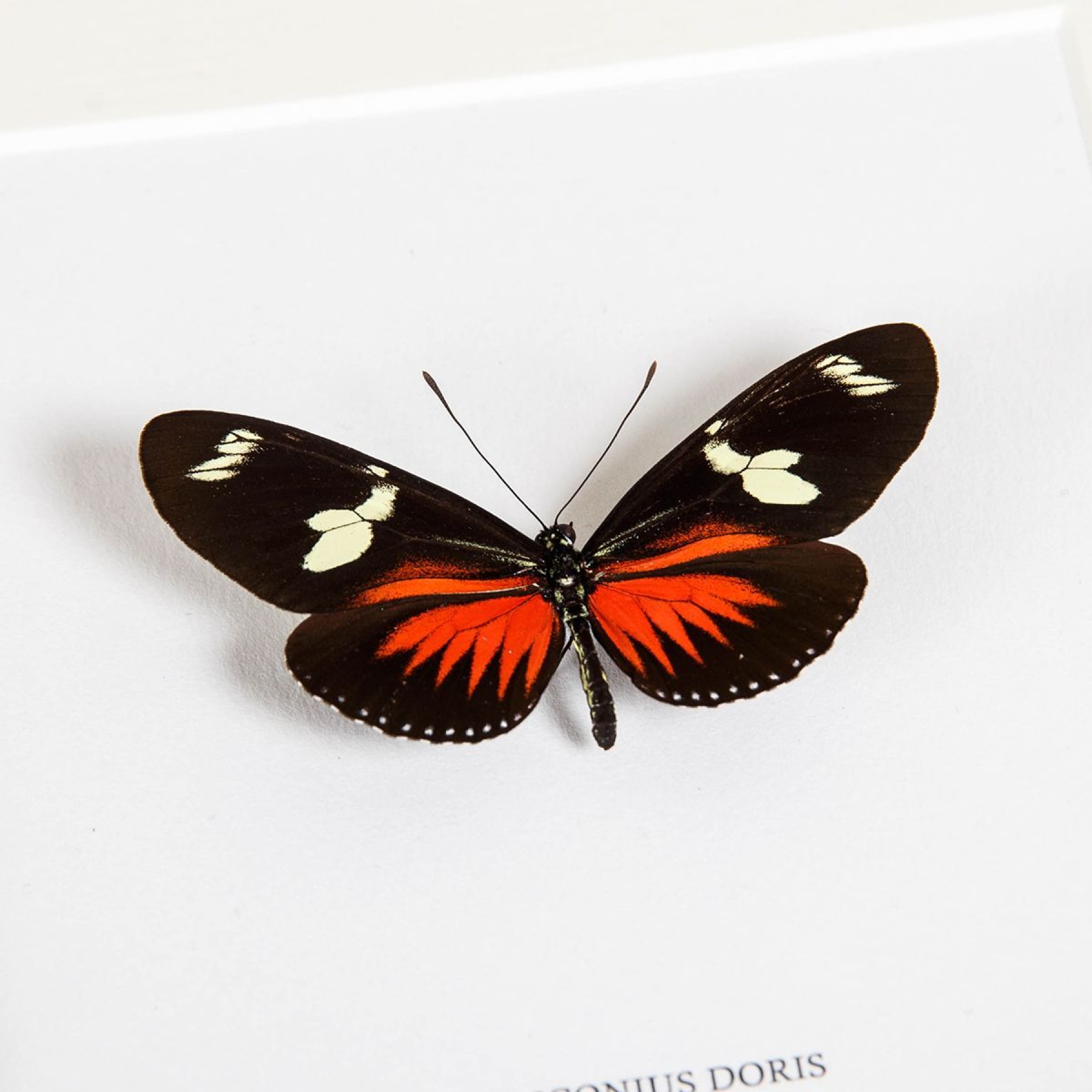 Doris Longwing Butterfly In Box Frame (Heliconius doris)